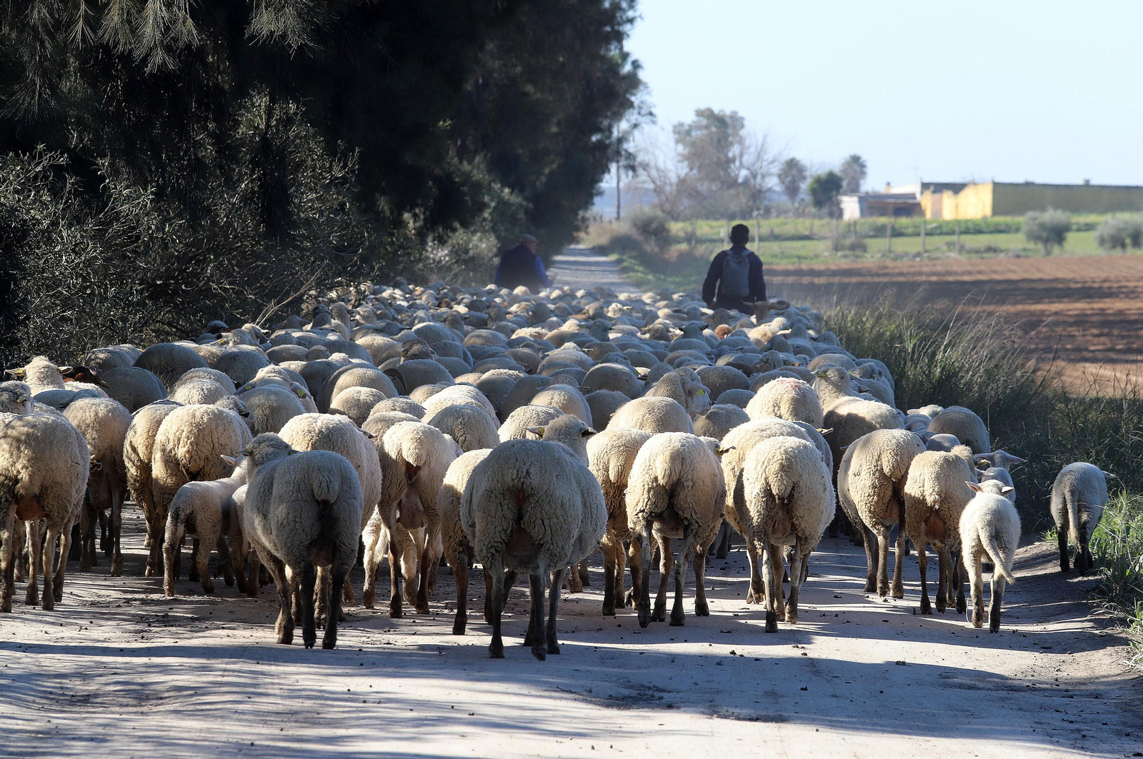 Imágenes del pastoreo de ovejas en Almonte