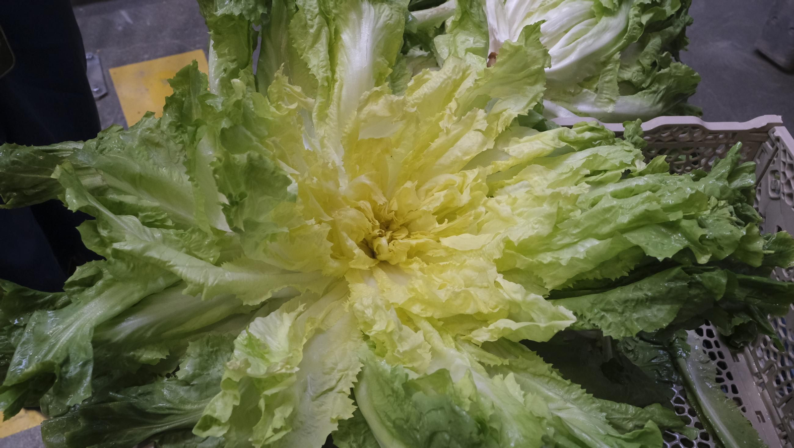 Desde Cuevas del Almanzora para el resto del mundo, las mejores escarolas con Cuadraspania, en imágenes