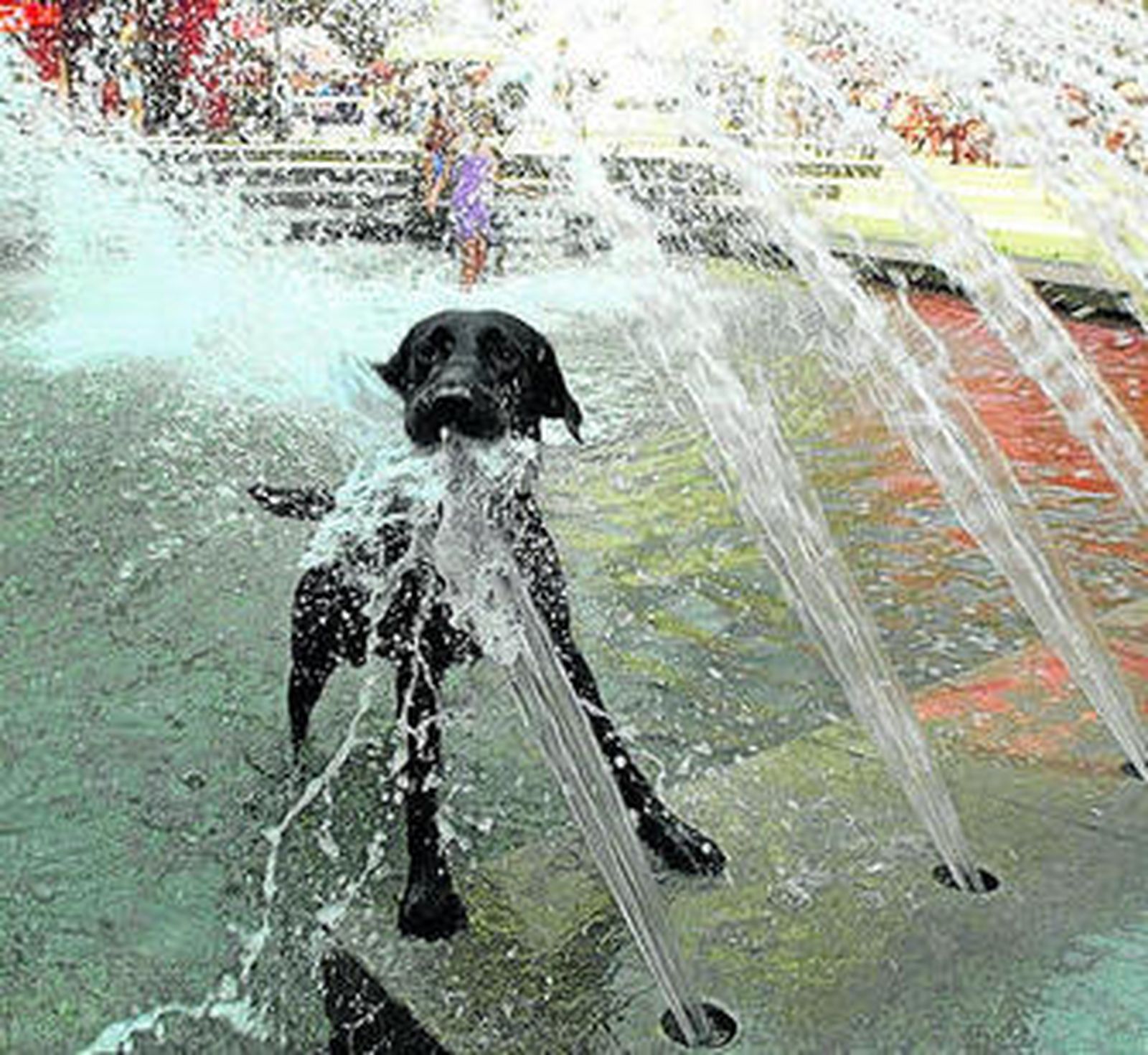 Un perro refrescándose en una fuente pública.