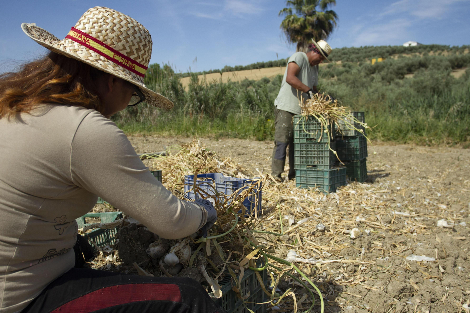 Temporeros durante una campaña de recogida del ajo.