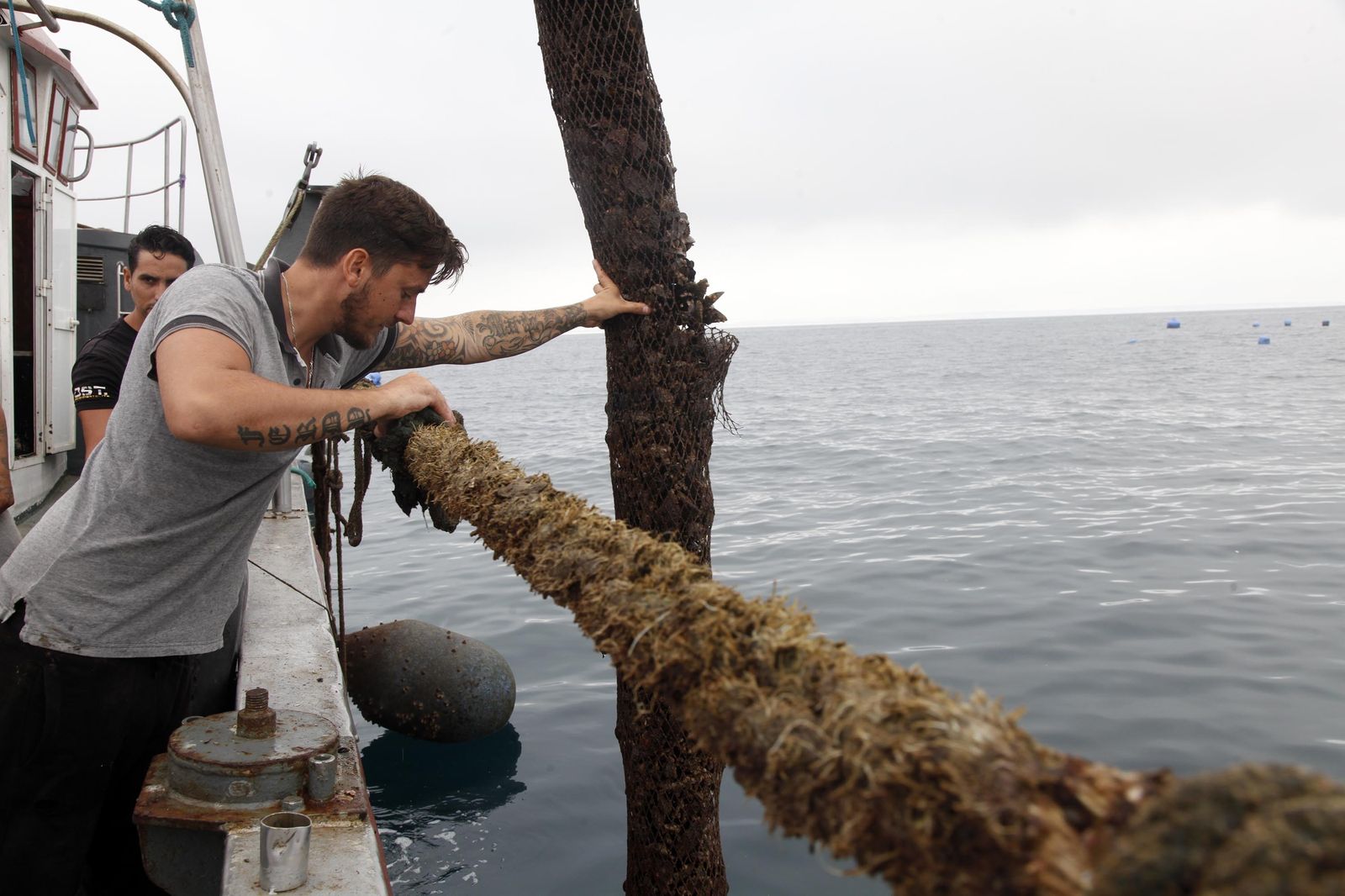 Marineros recogen parte del mejillón cultivado en alta mar mediante el sistema conocido como 'long-line'.