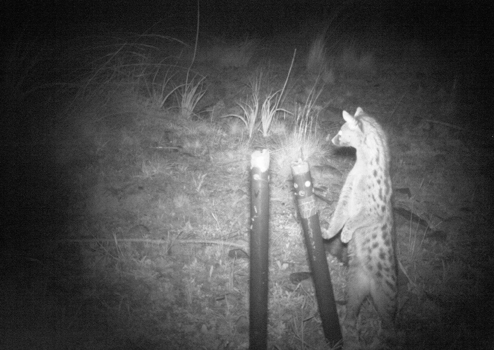 Una cámara automática de fototrampeo fotografía a un animal durante la noche.