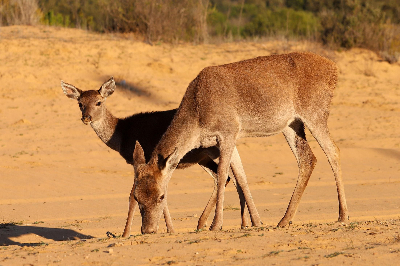 Ciervos, en una imagen de archivo.