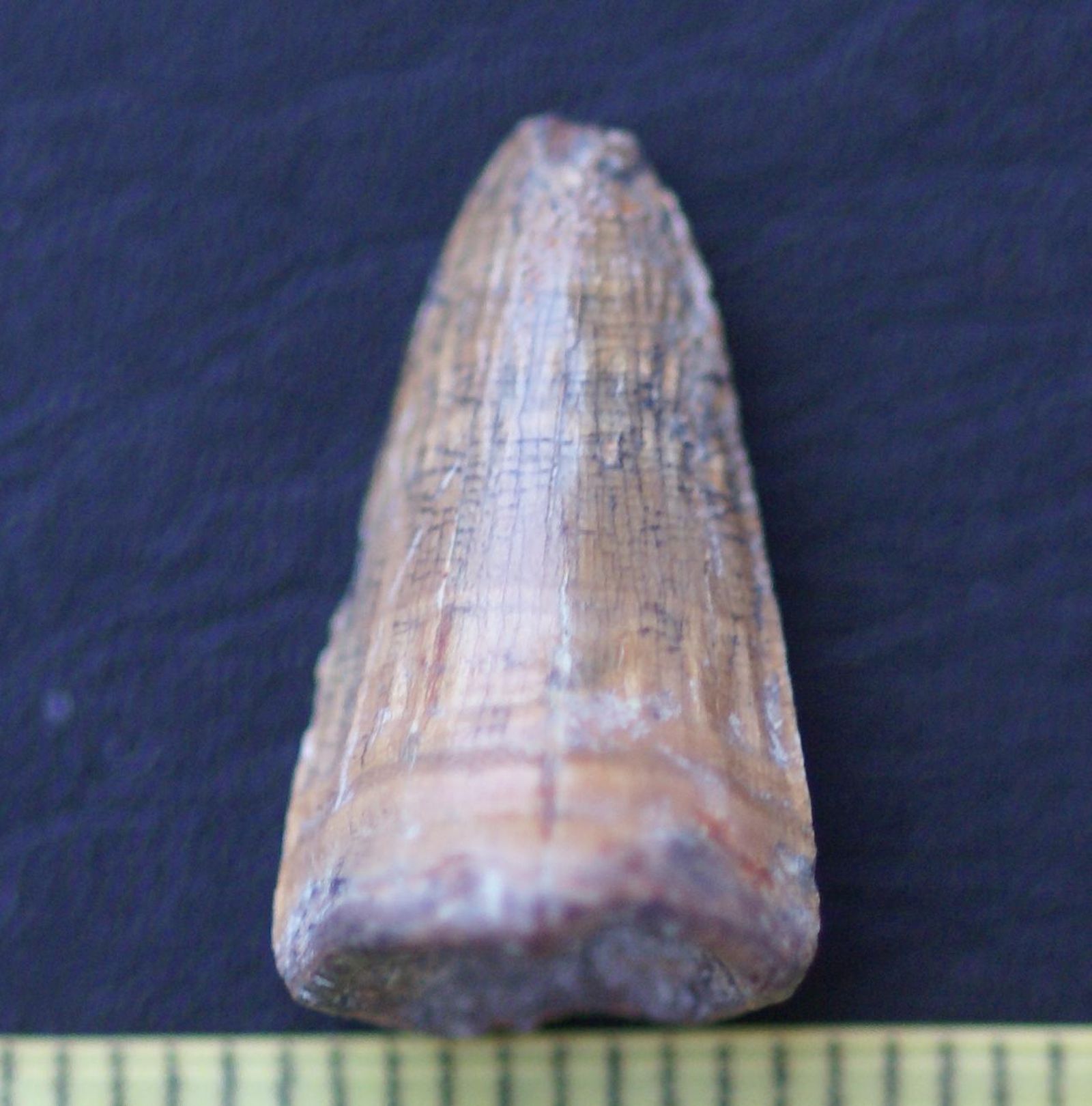 Descubiertos en el yacimiento de Baza-1 los restos del último cocodrilo que vivió en Europa