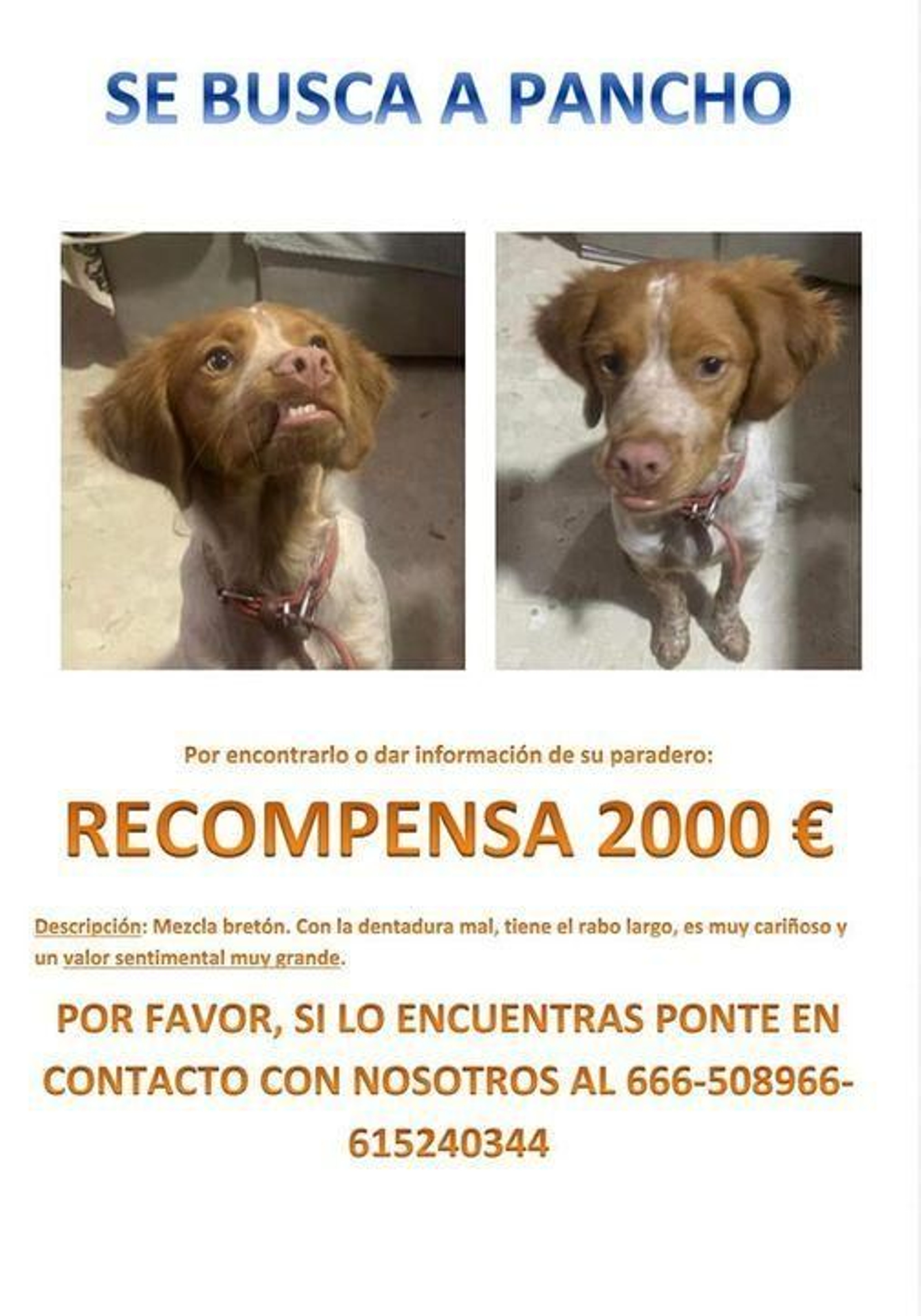 El Ayuntamiento de Alhendín colabora por encontrar a Pancho