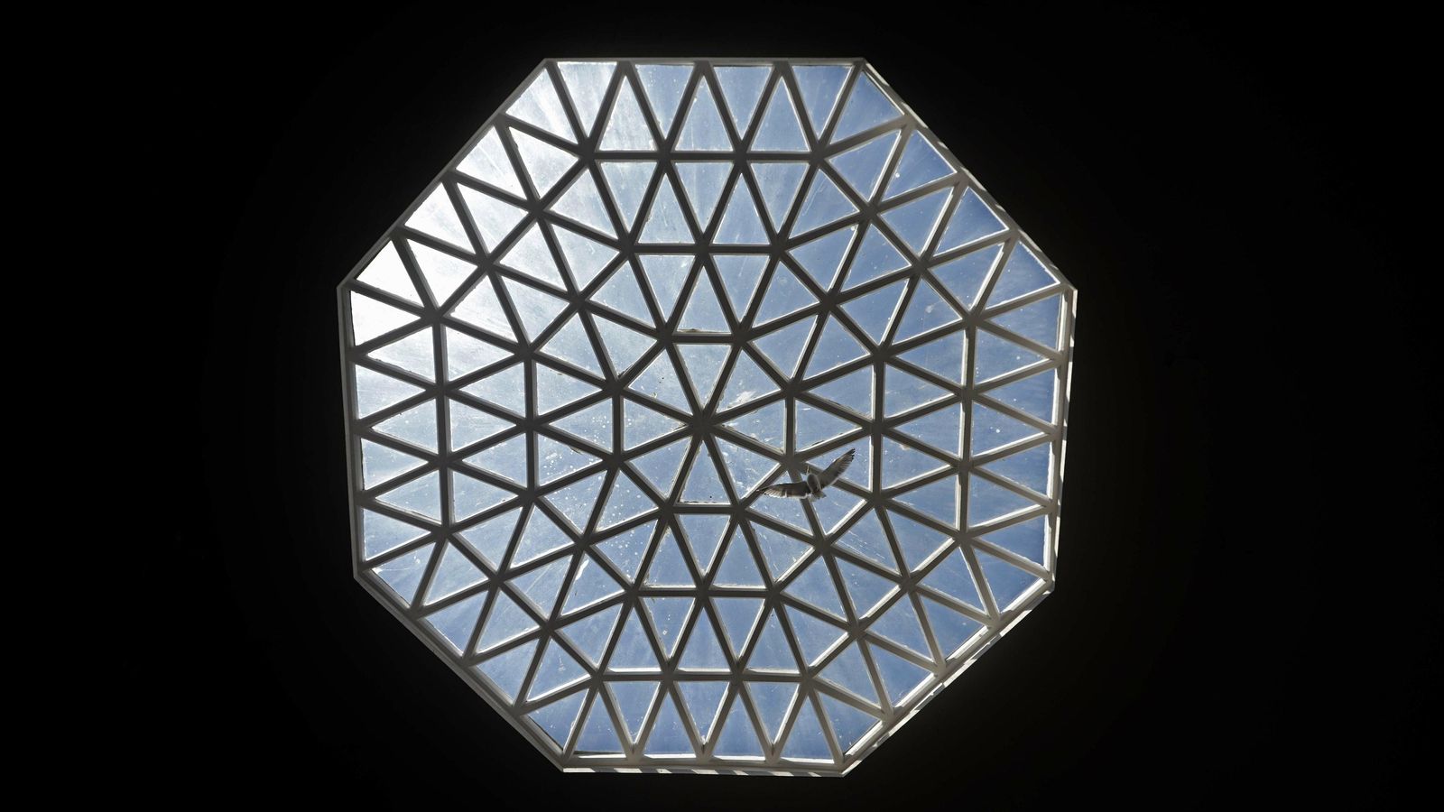 Una gaviota en la claraboya.