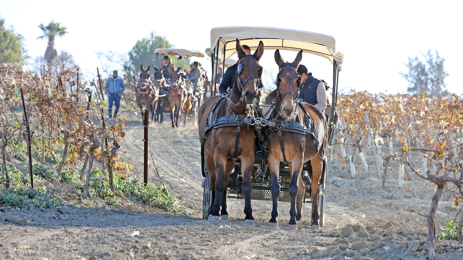 II Ruta Viñas de Jerez
