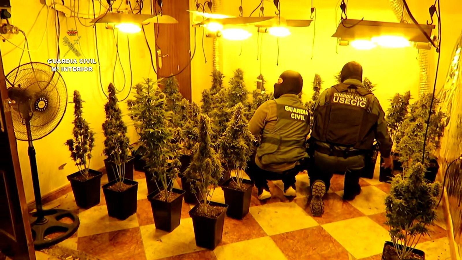 Los agentes con las plantas localizadas en el interior de la vivienda.