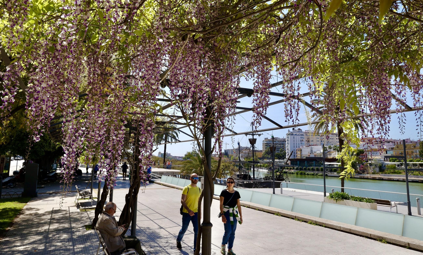 La belleza de las glicinias del Paseo de Cristóbal Colón