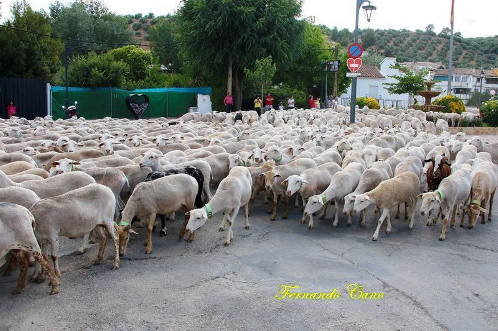Las reses del ganadero Pablo Espinar hacen la trashumancia a su paso por Mogón.