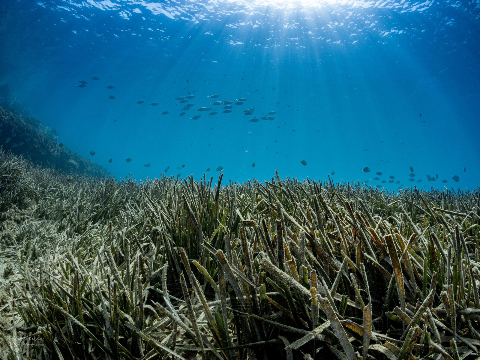 Las Islas Chafarinas albergan una de las praderas marinas mejor conservadas del mar de Alborán.