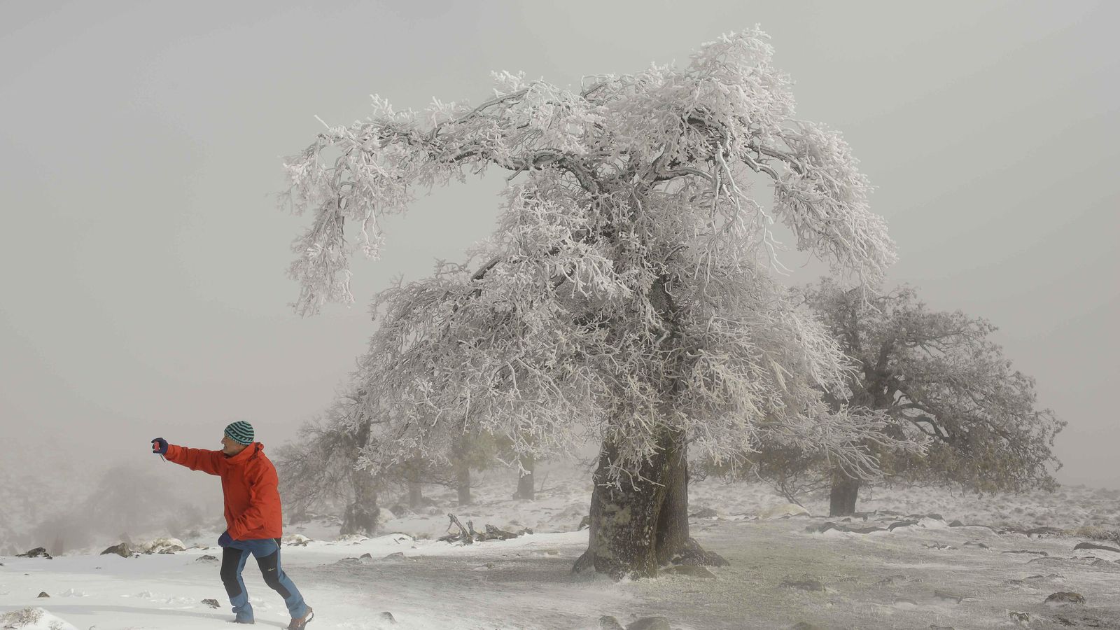 Bosque de quejigos de alta montaña en el puerto de Los Pilones tras una nevada.