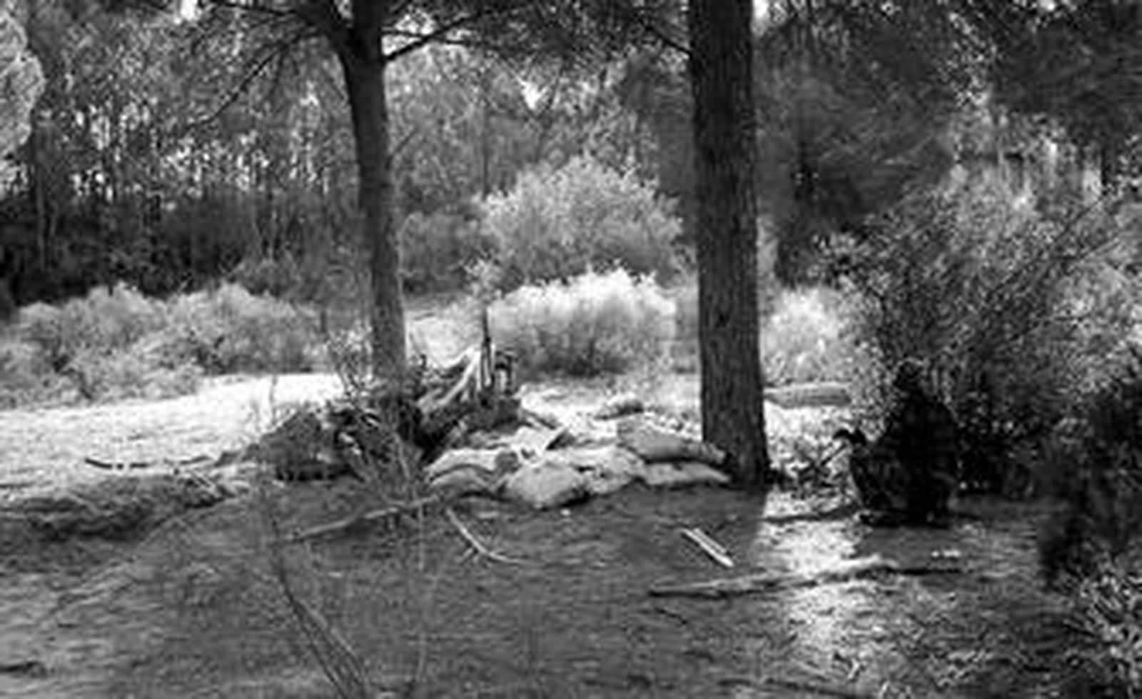 Una de las trincheras excavadas en el pinar de El Camaleón, y un 'soldado' camuflado junto a las retamas.
