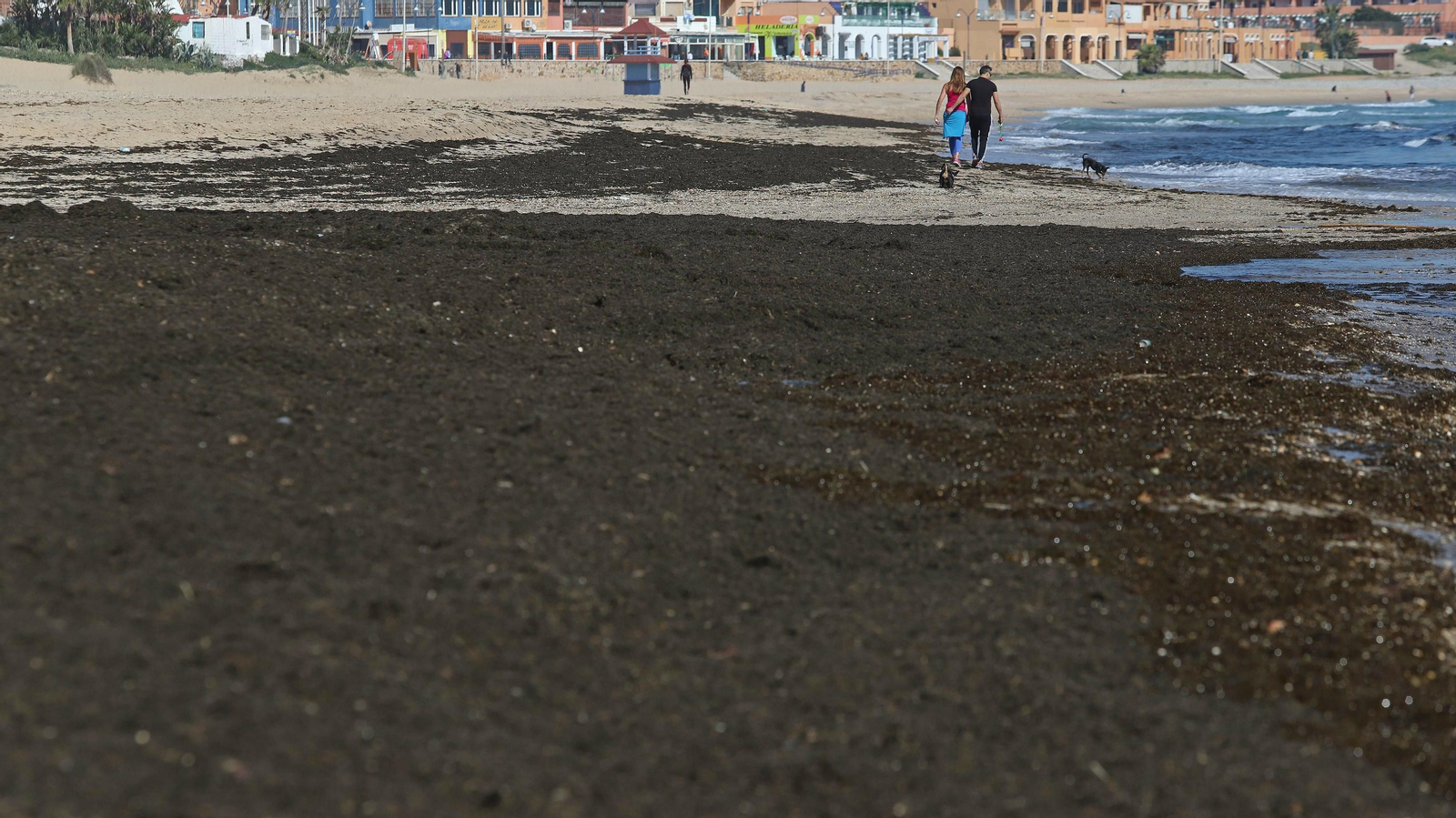 El alga invasora cubre la orilla de playa Getares