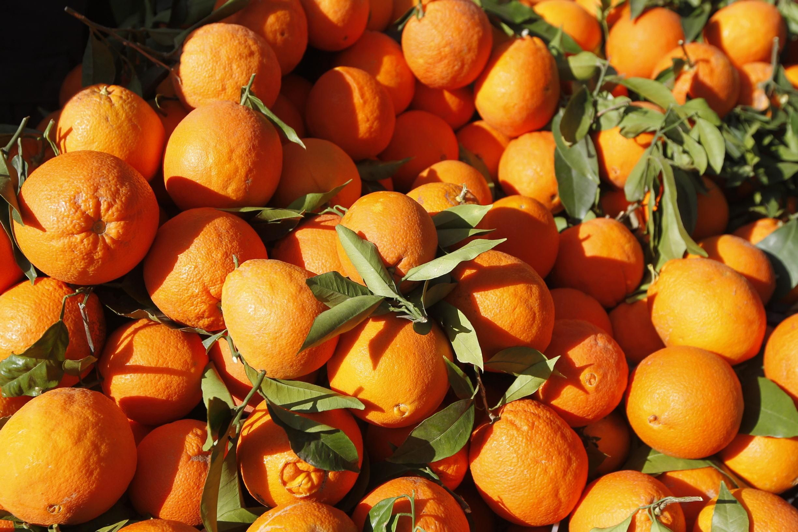 Fotogalería Día de la Naranja en Gádor