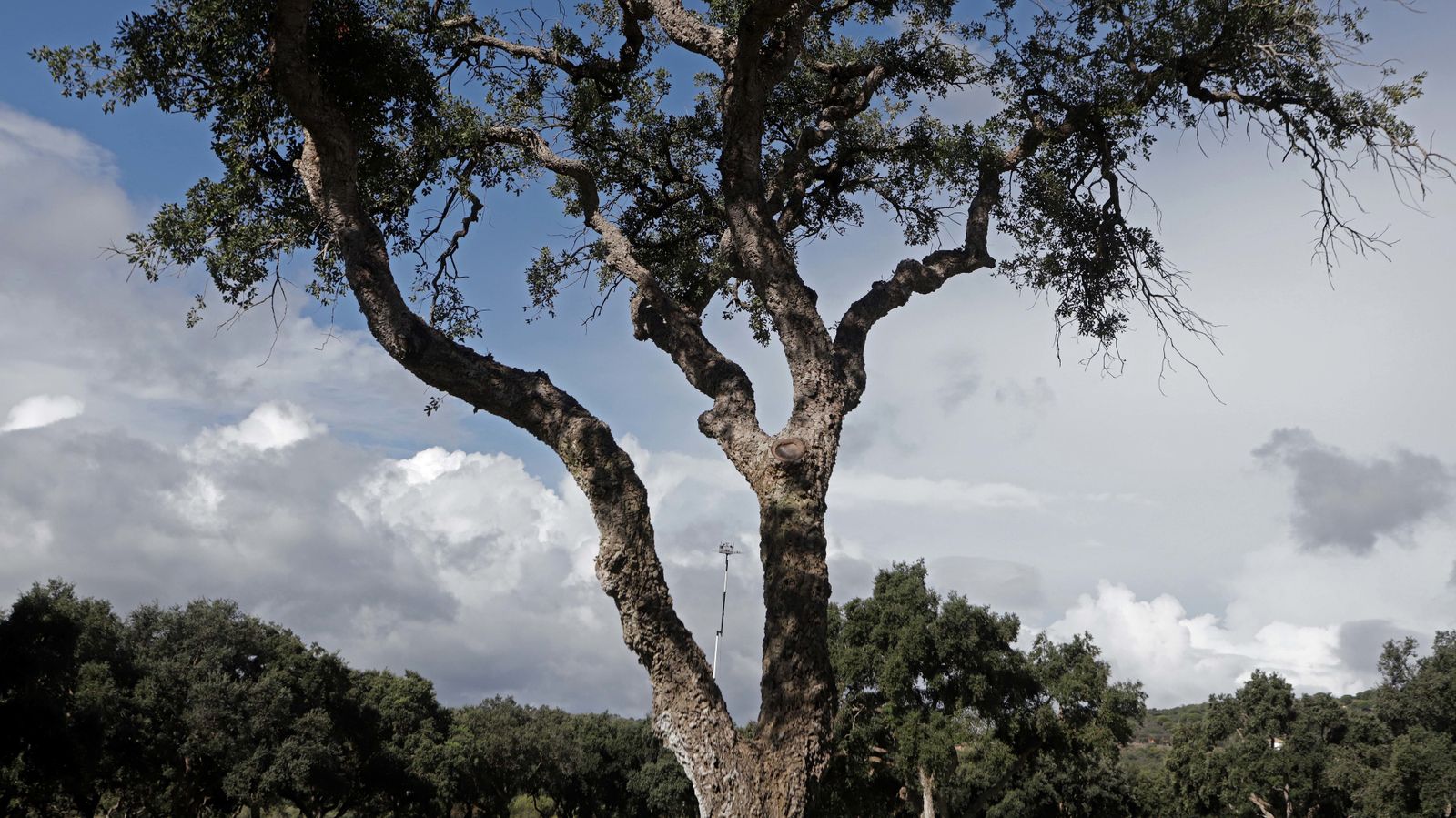 I Jornada del Andalucía Valderrama Masters en imágenes
