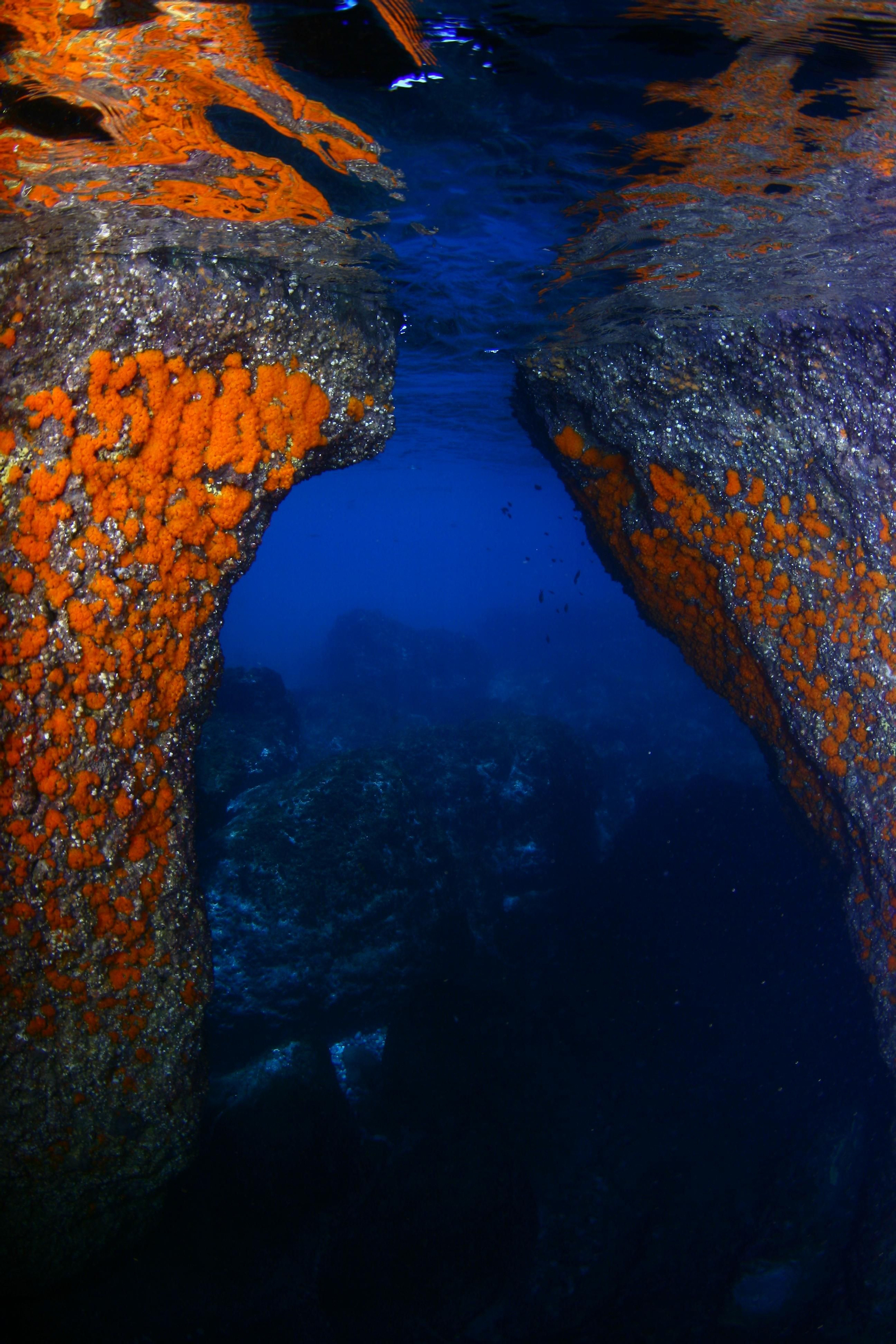 El fondo marino del Paraje Natural de Maro-Cerro Gordo es como de otra dimensión.