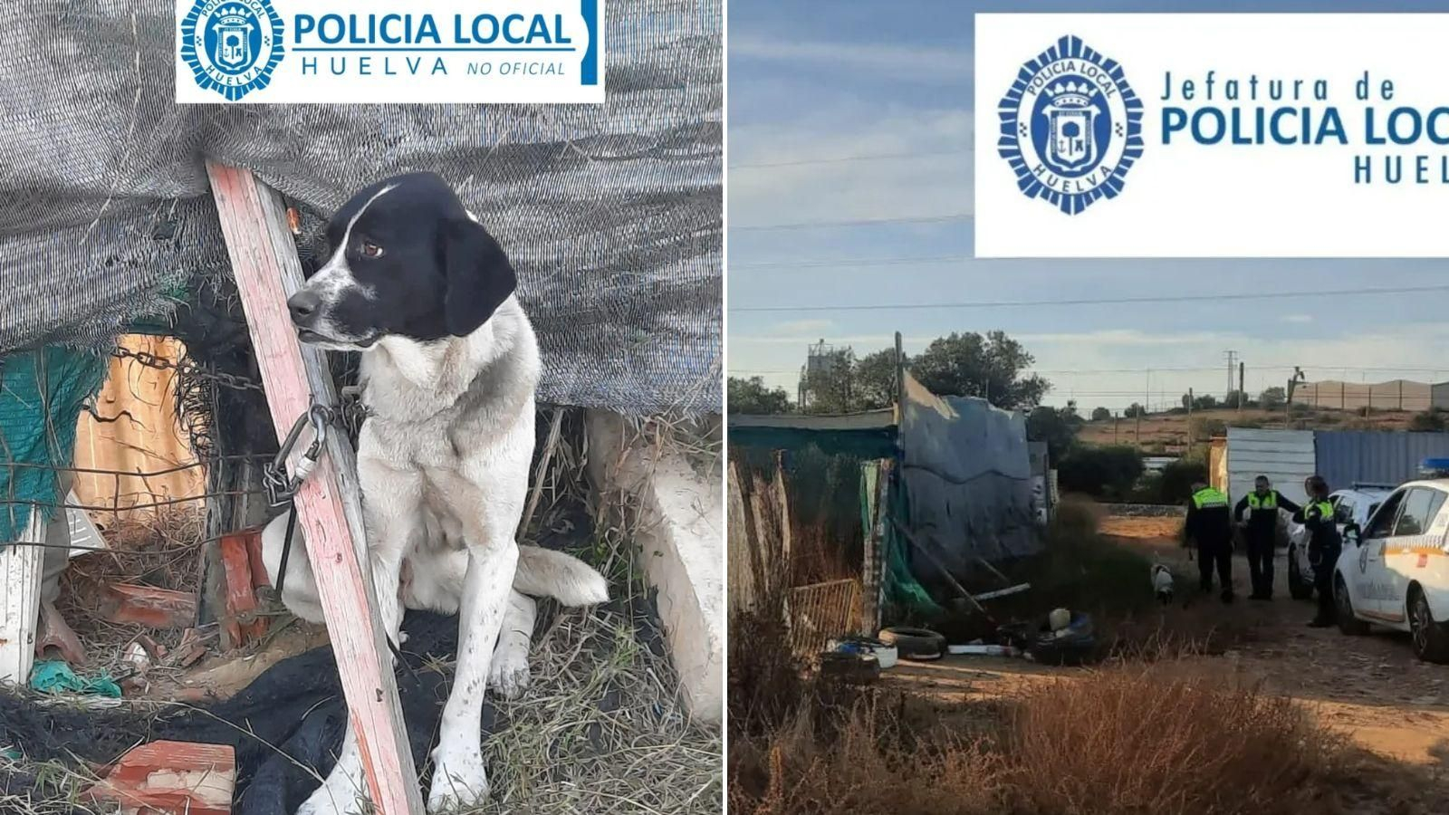 La perrita abandonada en Huelva.