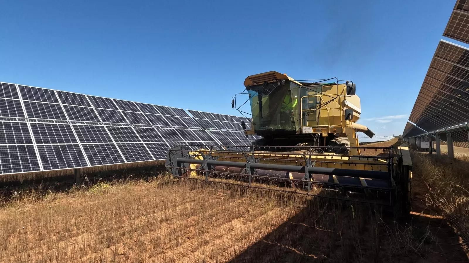 Sistema agrivoltaico en una explotación agrícola de Carmona.