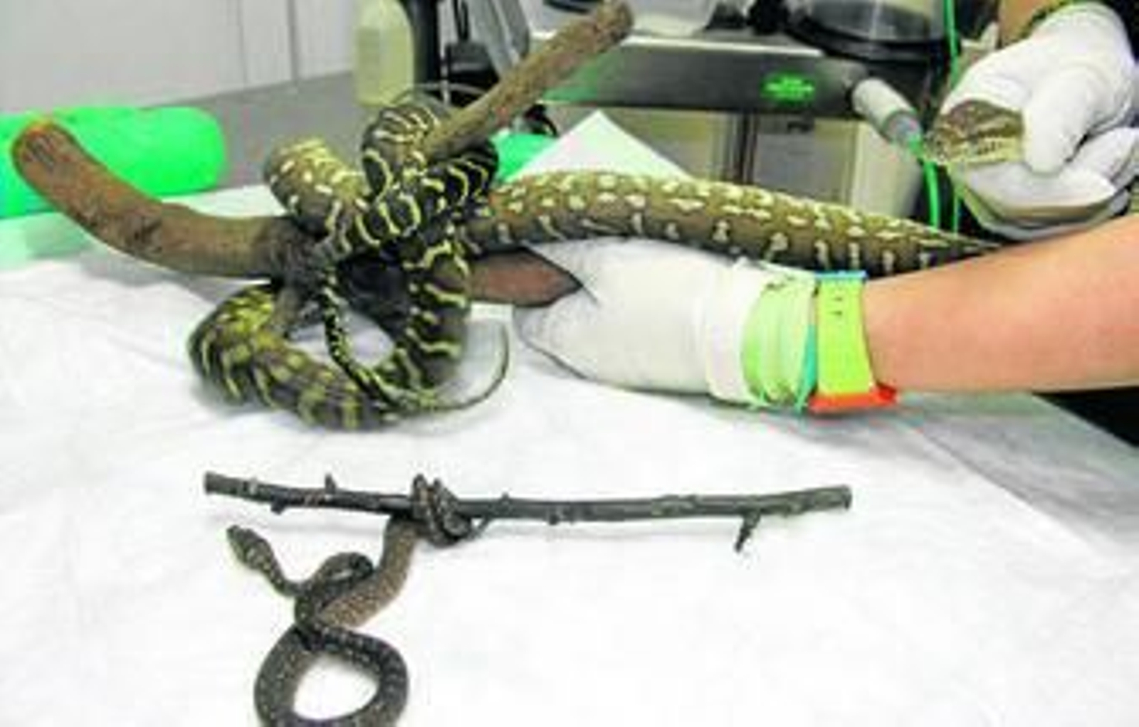 Algunos de los reptiles donados por Nick Standen al Bioparc de Fuengirola.
