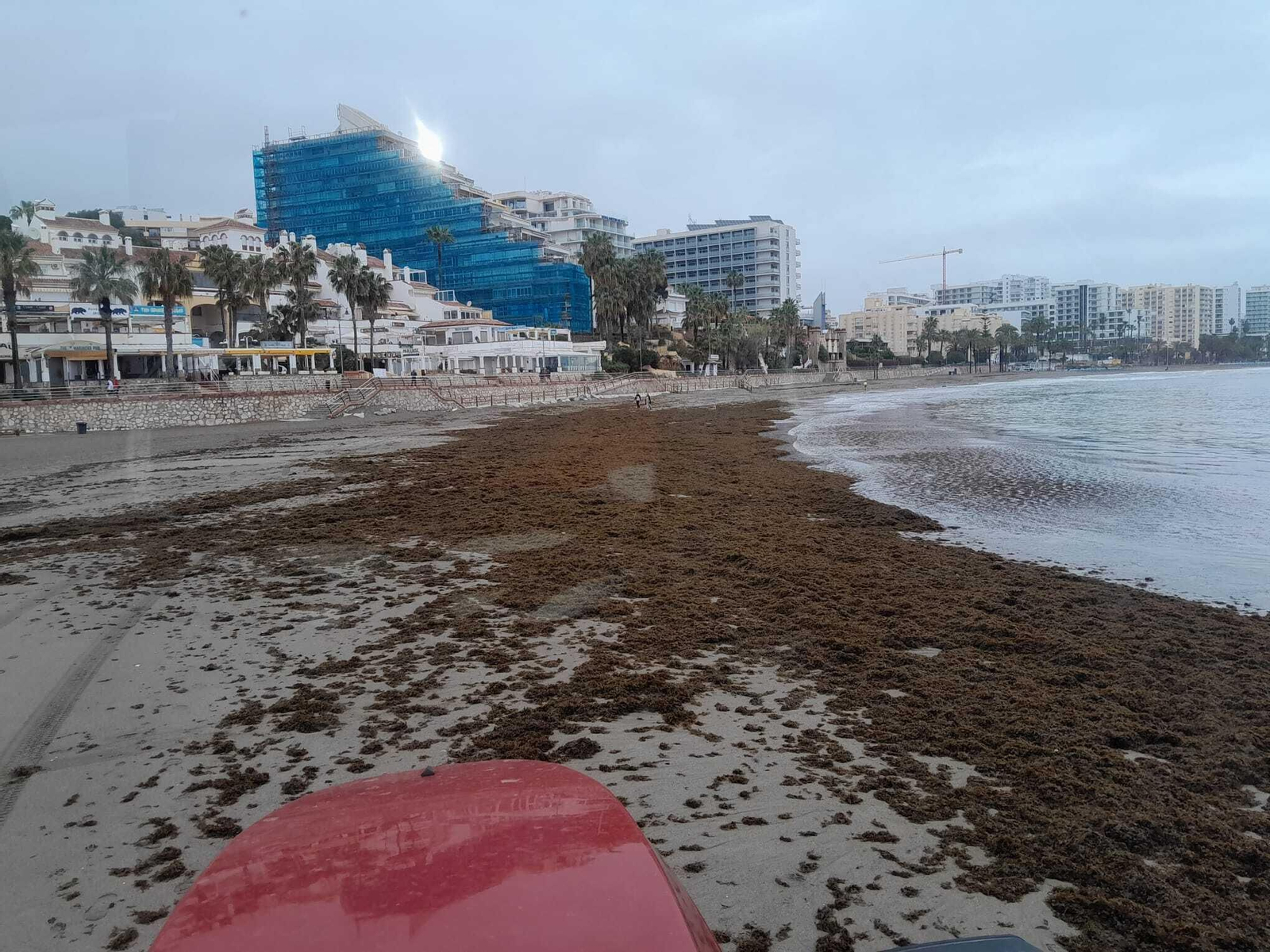 Arribazones del alga asiática en la costa de Benalmádena.