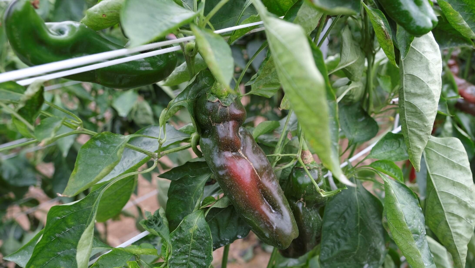 Vea la explotación de pimientos Paco Fernández en La Mojonera