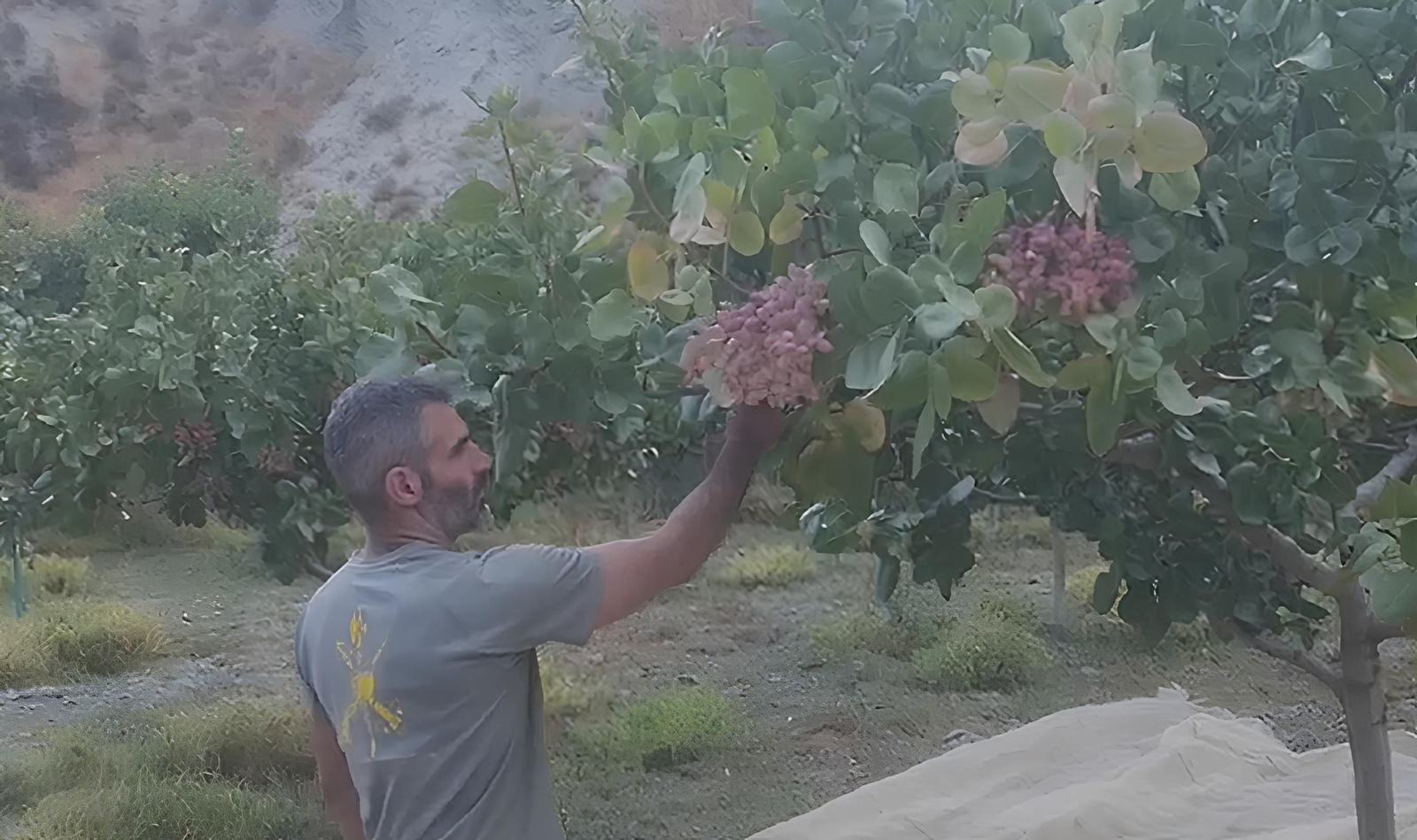 José Antonio Gómez recolecta pistachos.