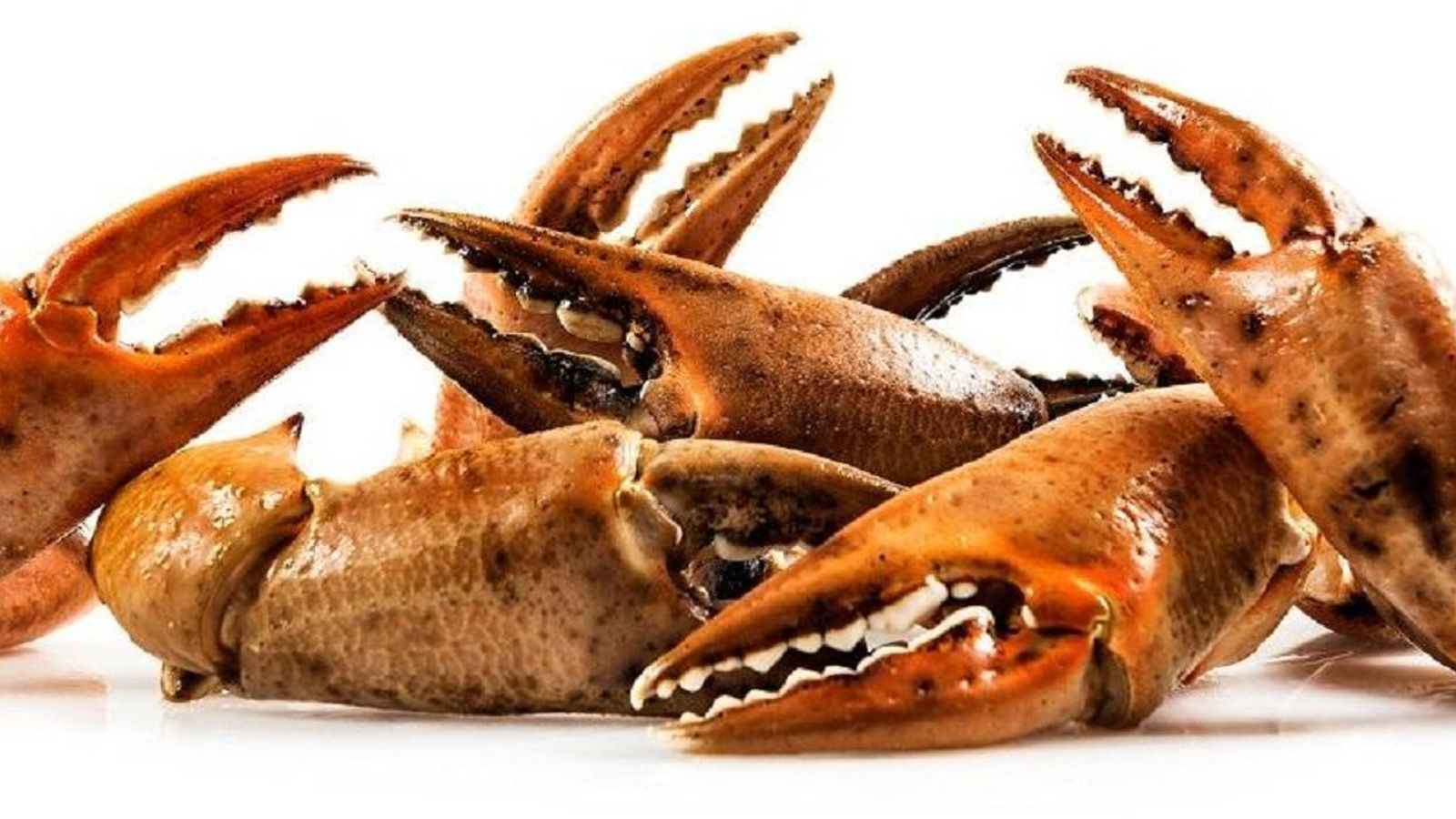 El marisco es fuente de proteínas y, por tanto, recomendable, salvo contraindicación médica