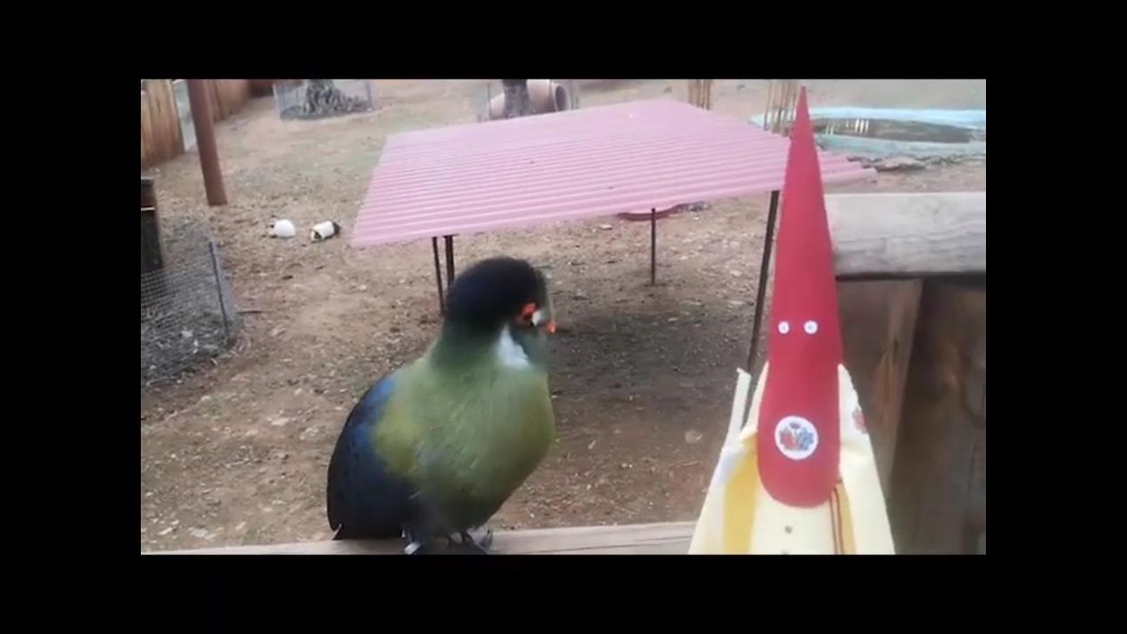 Un frame de las aventuras de Lancito, en el canal de Youtbe de La Lanzada