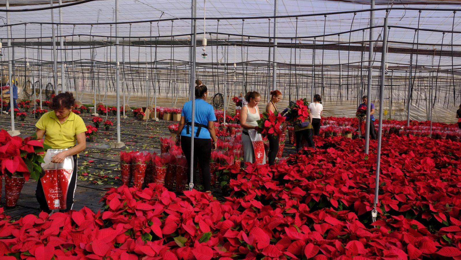 Envasado de pascueros.