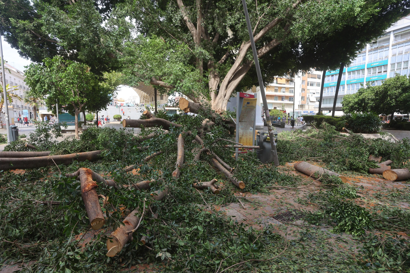Se cae un árbol en la Encarnación