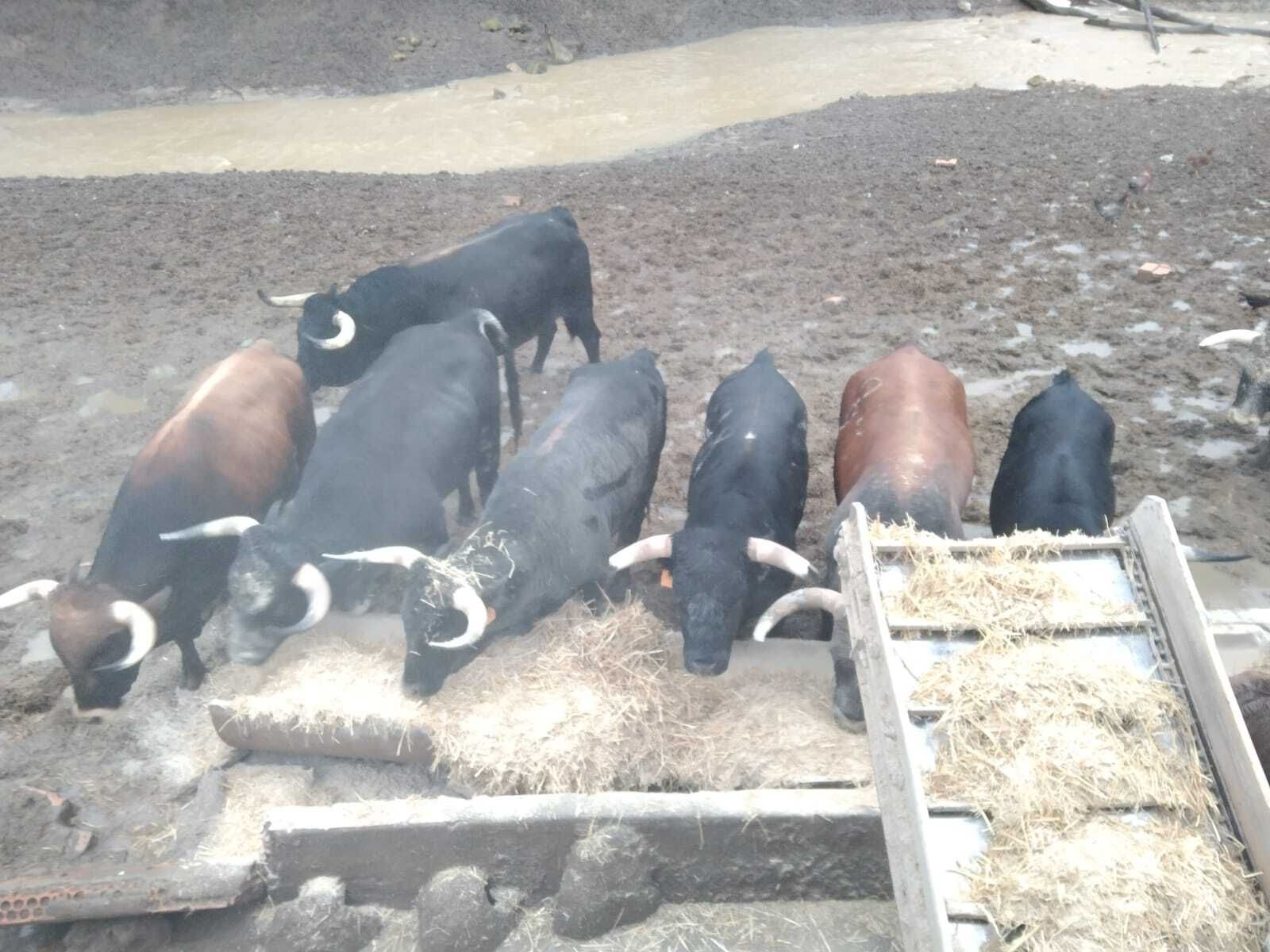 El ganado bravo precisa de su ración diaria de pienso.