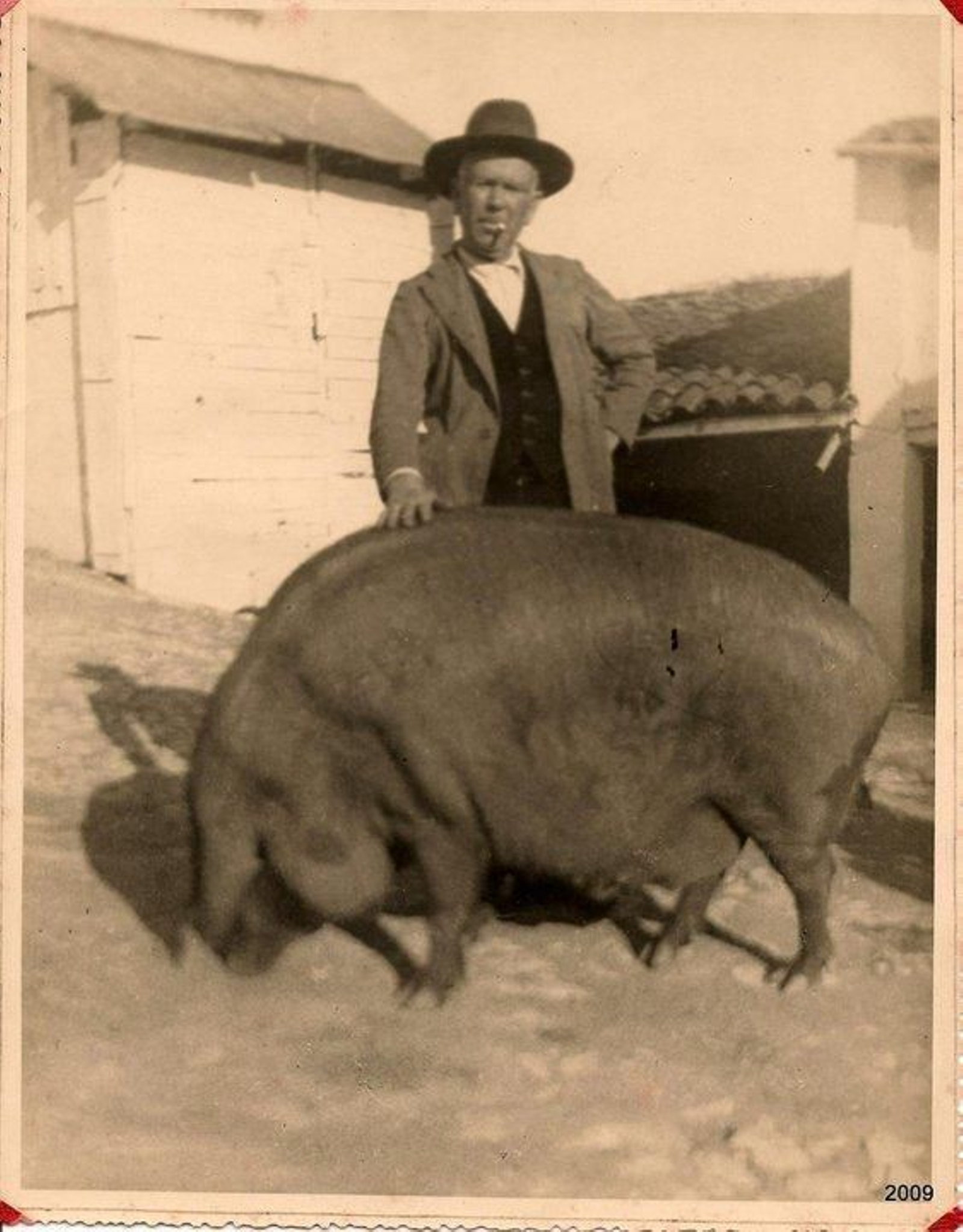 Ejemplar del cerdo ibérico de La Sierra.