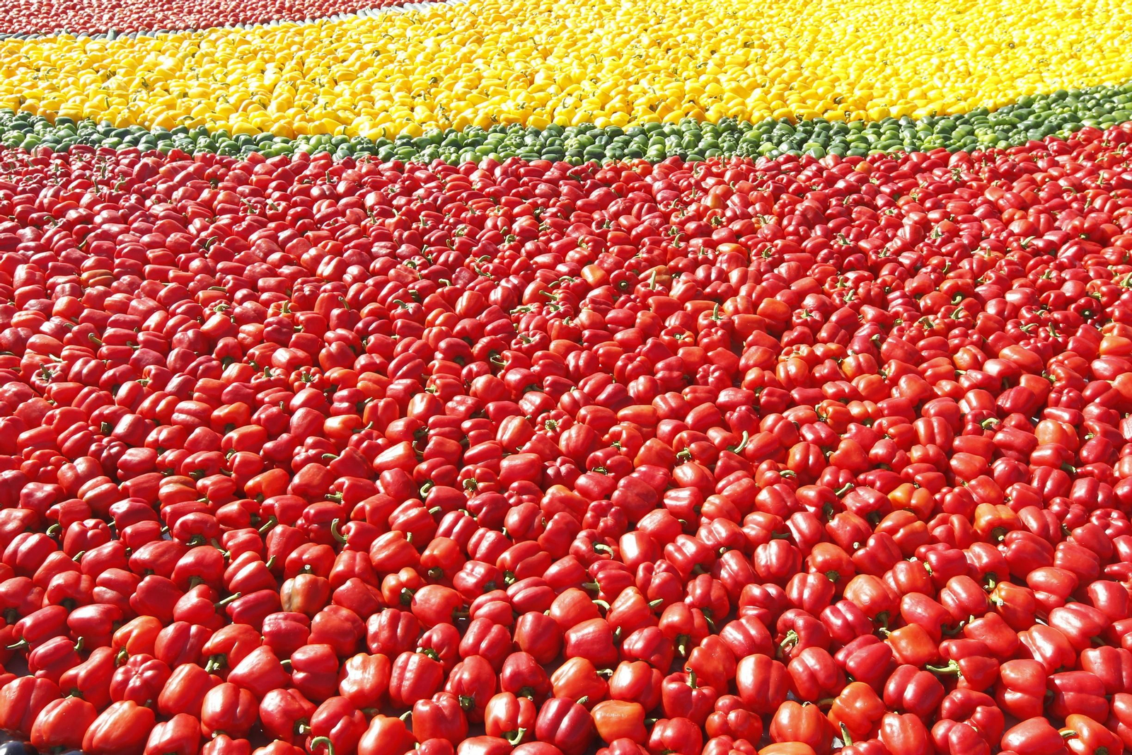 Fotogalería Récord Guinness Corazón Hortalizas Almería