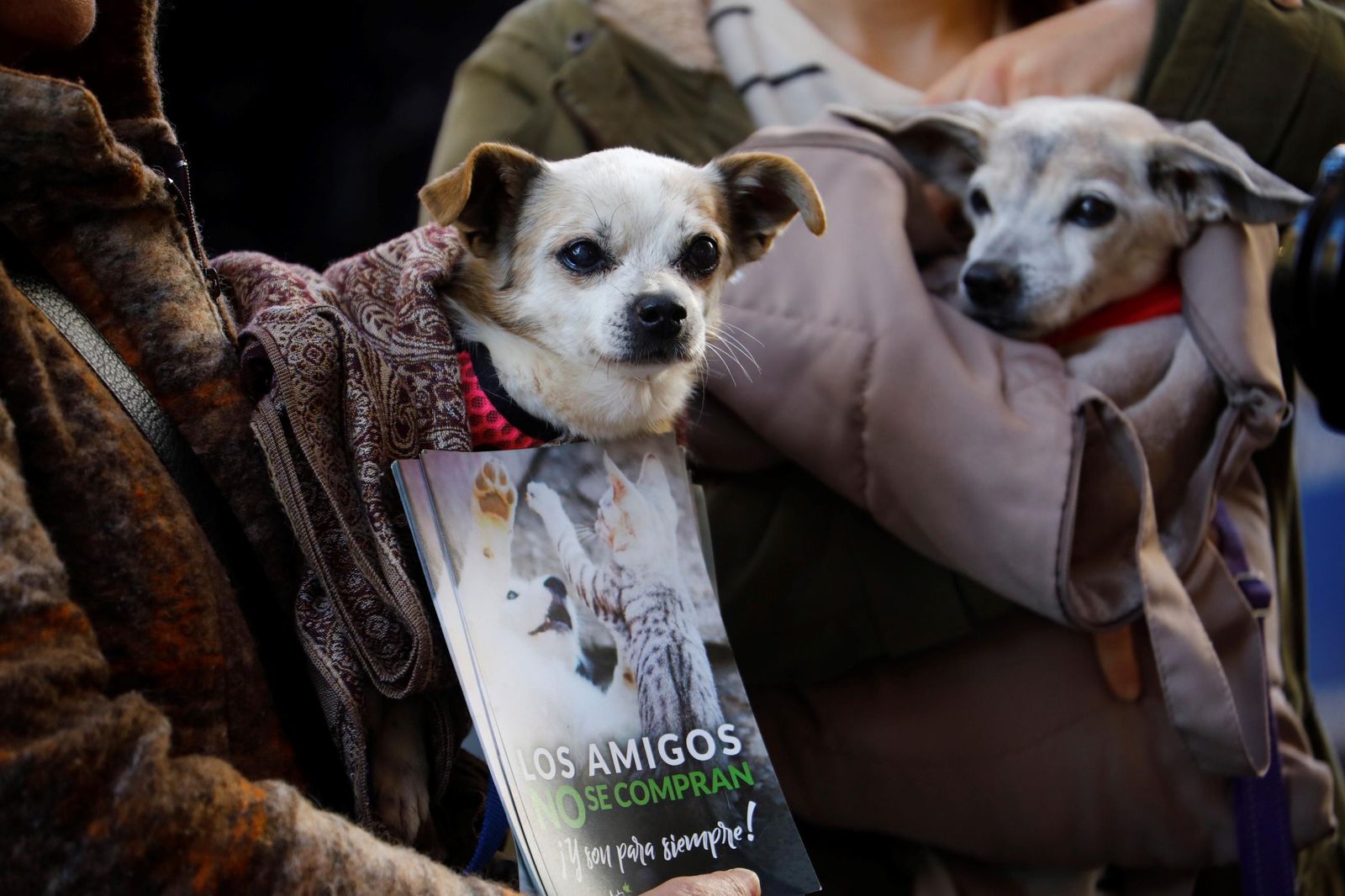 Las mejores imágenes del desfile preadopción de perros y gatos en Córdoba