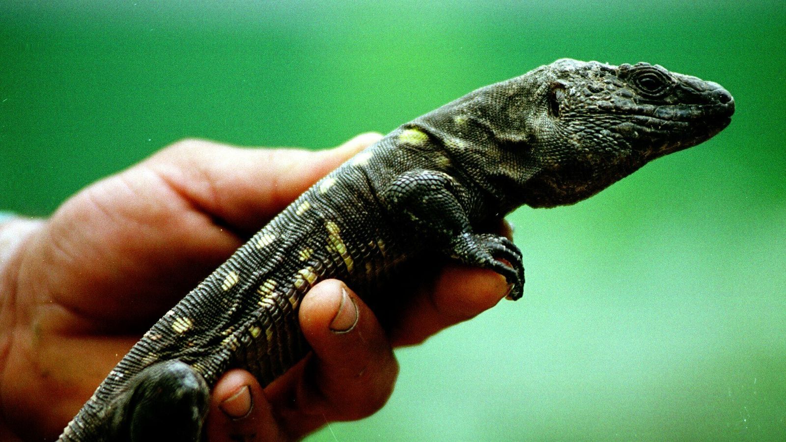 El estudio ha identificado las glándulas de 8.000 especies de reptiles.