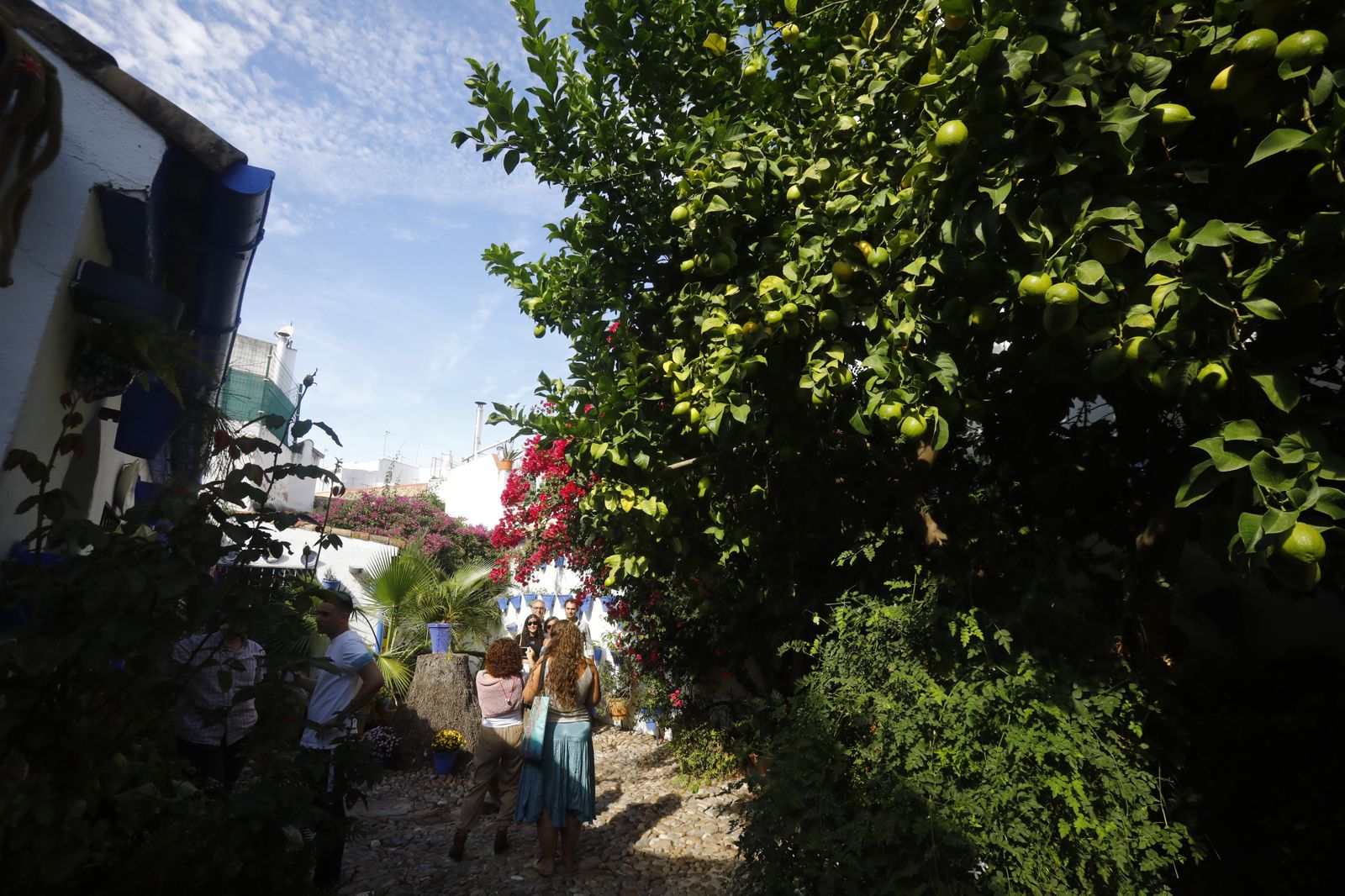 Un recorrido en fotografías por los Patios de Córdoba un domingo de otoño