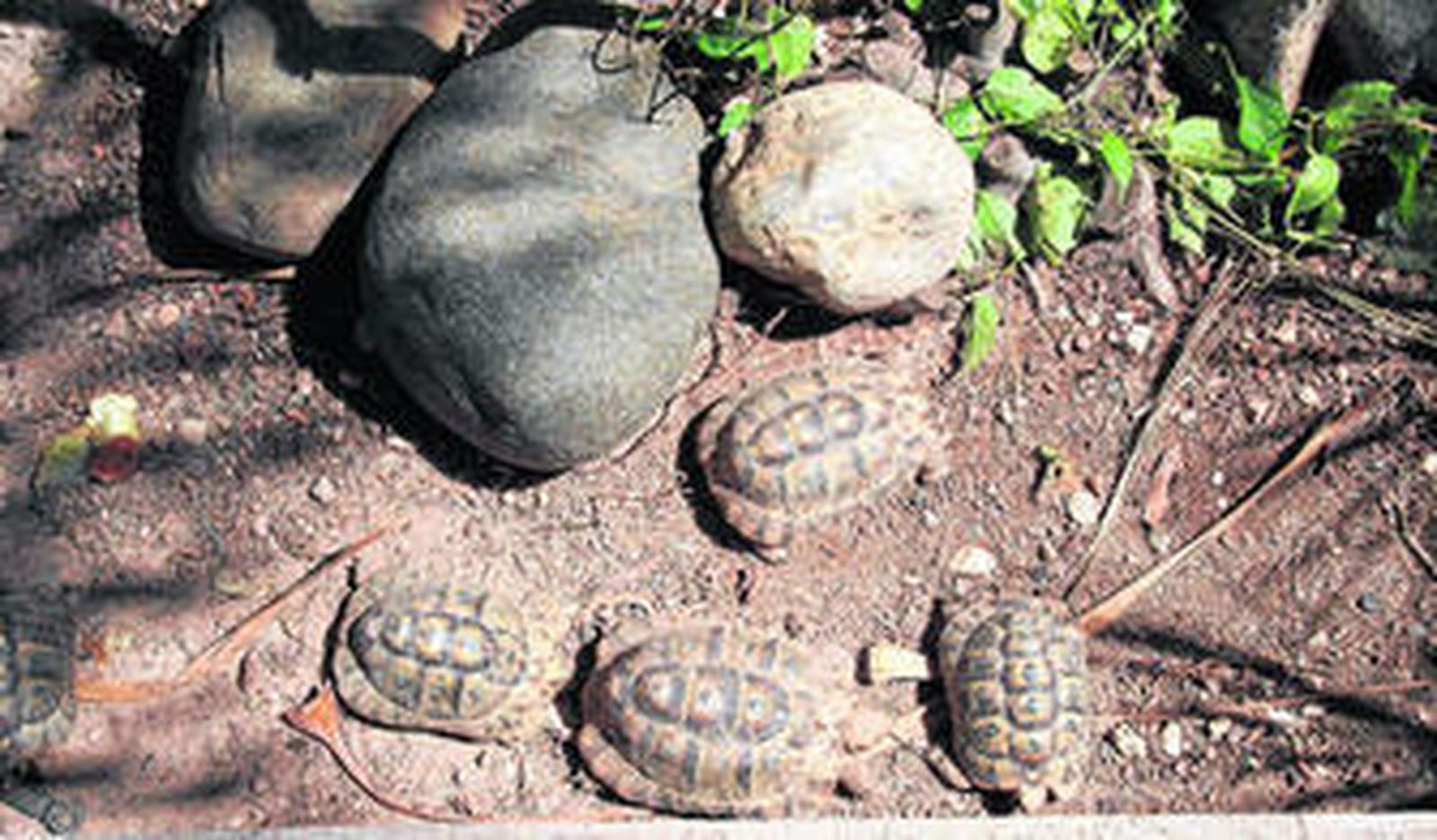 Criadero ilegal de tortugas moras intervenidas por el Seprona.