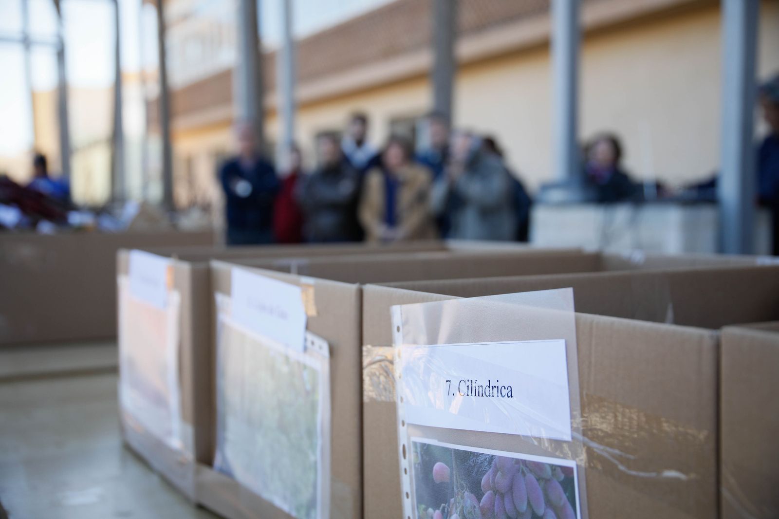 Imágenes del reparto de Parras en Alhama de Almería