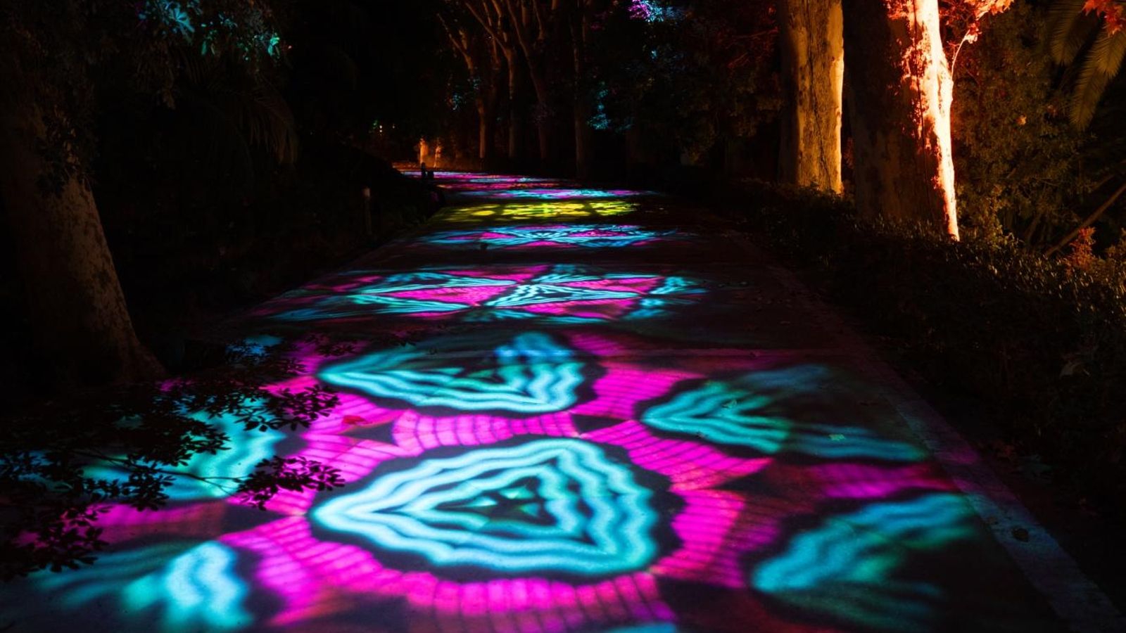 El camino iluminado de Ilusión en el Jardín Botánico. El camino iluminado de Ilusión en el Jardín Botánico.