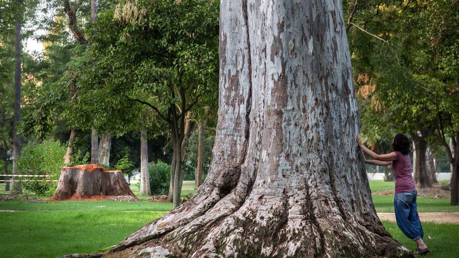 Dos eucaliptos centenarios, uno cortado y otro en pie en el Parque de María Luisa.