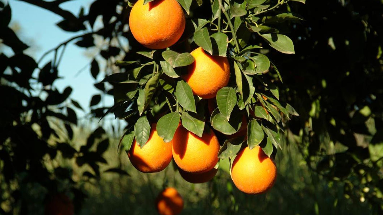 Naranja en el árbol