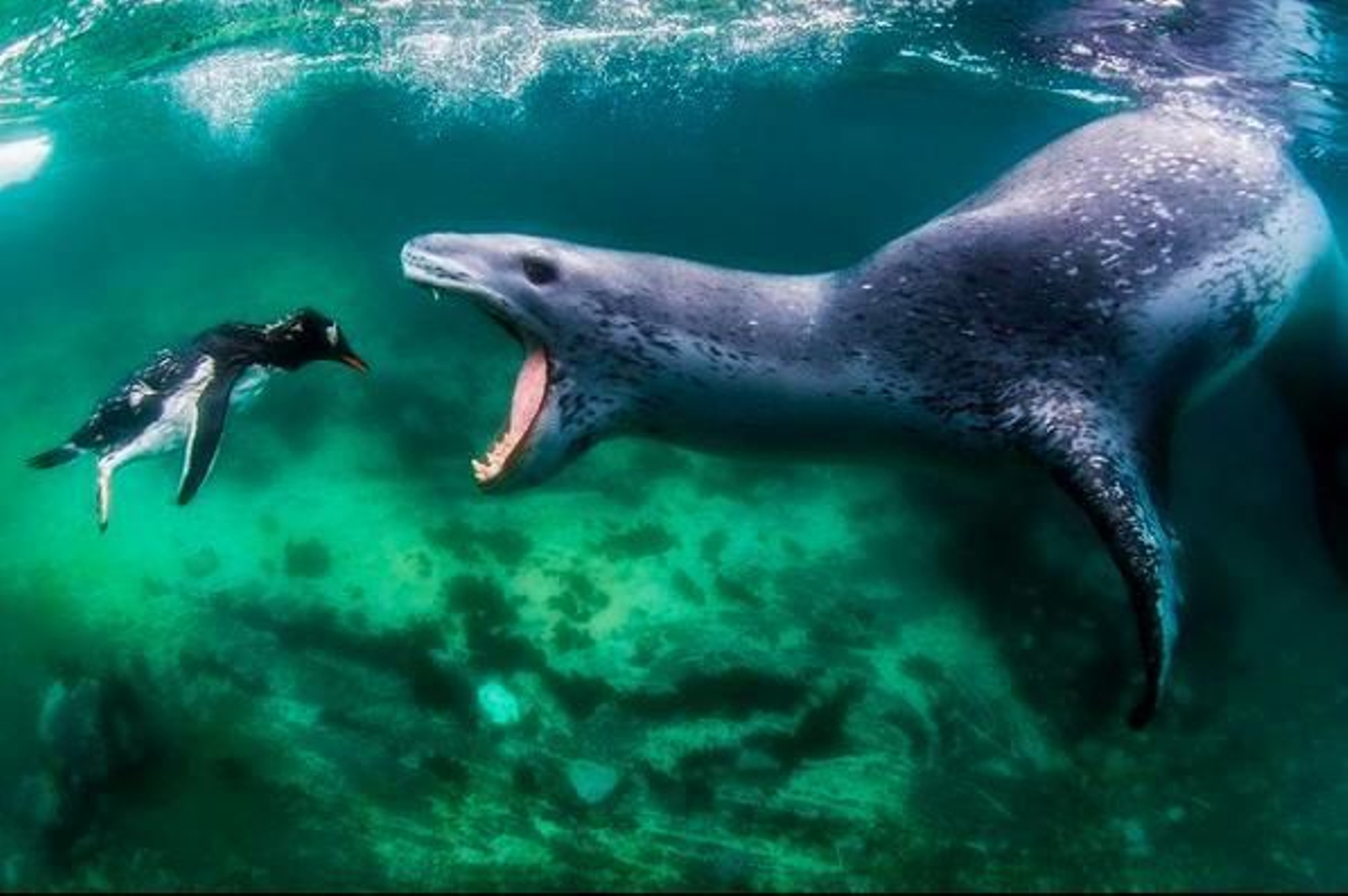 La increíble historia de este loco fotógrafo submarino y las impresionantes imágenes captadas La increíble historia de este loco fotógrafo submarino y las impresionantes imágenes captadas