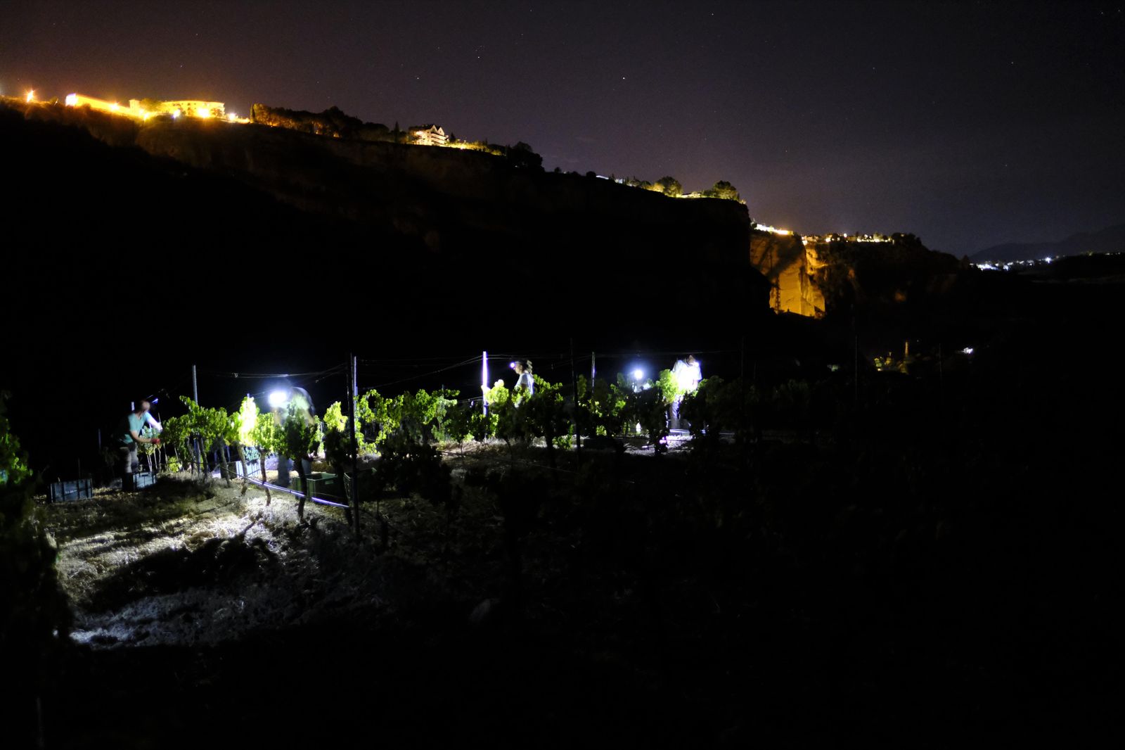 Vendimia nocturna en Ronda, en fotos