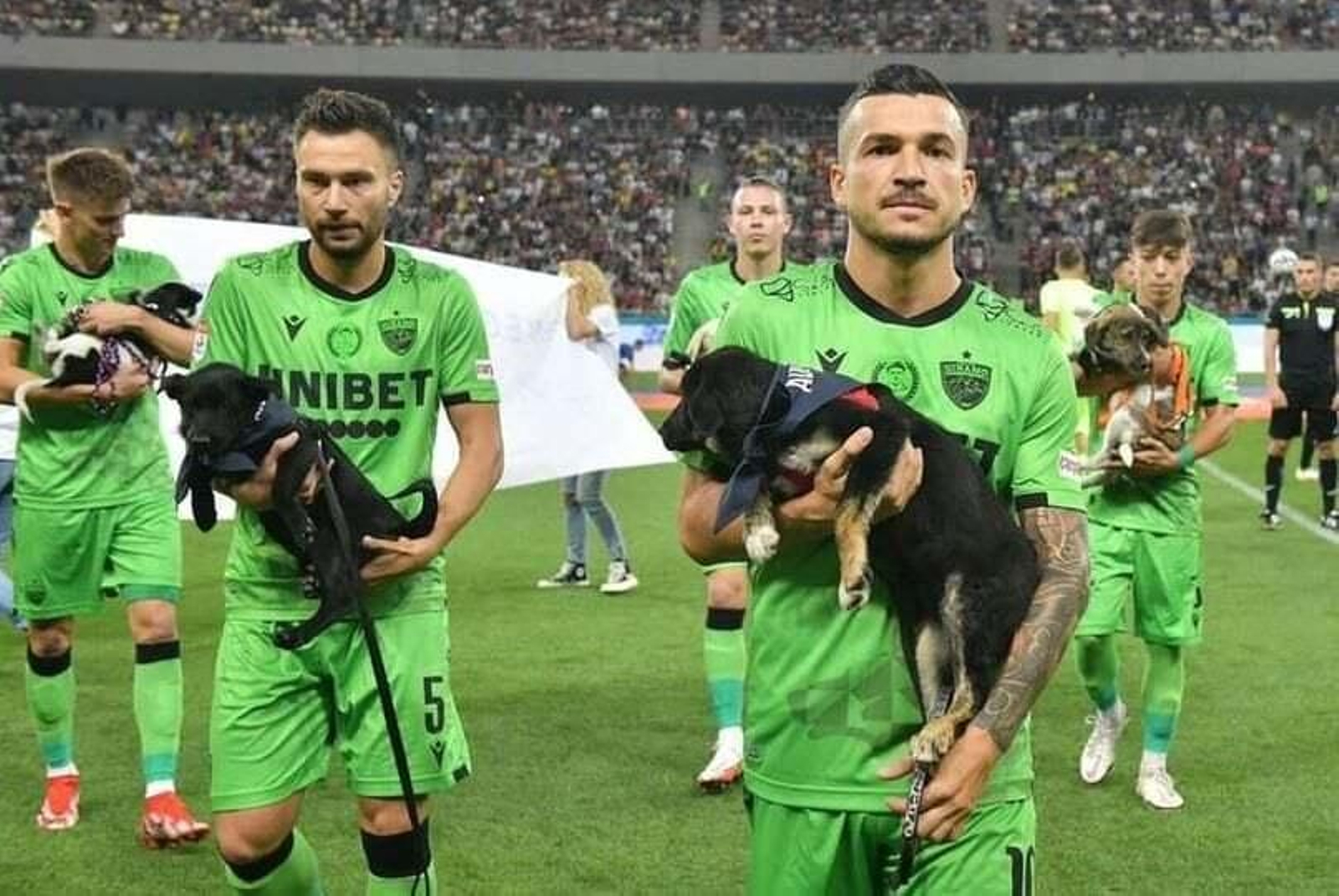 La federación rumana de fúbol presentará en cada partido perros para promover la adopción