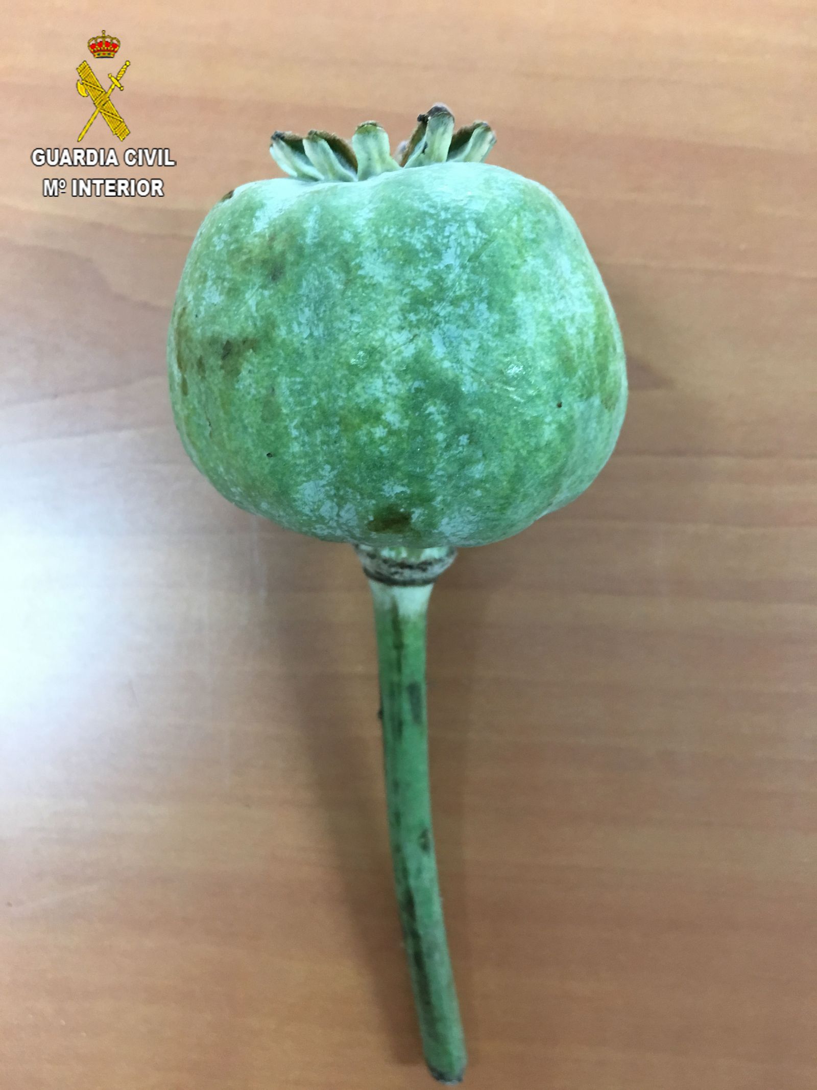 Detalle de una de las plantas incautada.