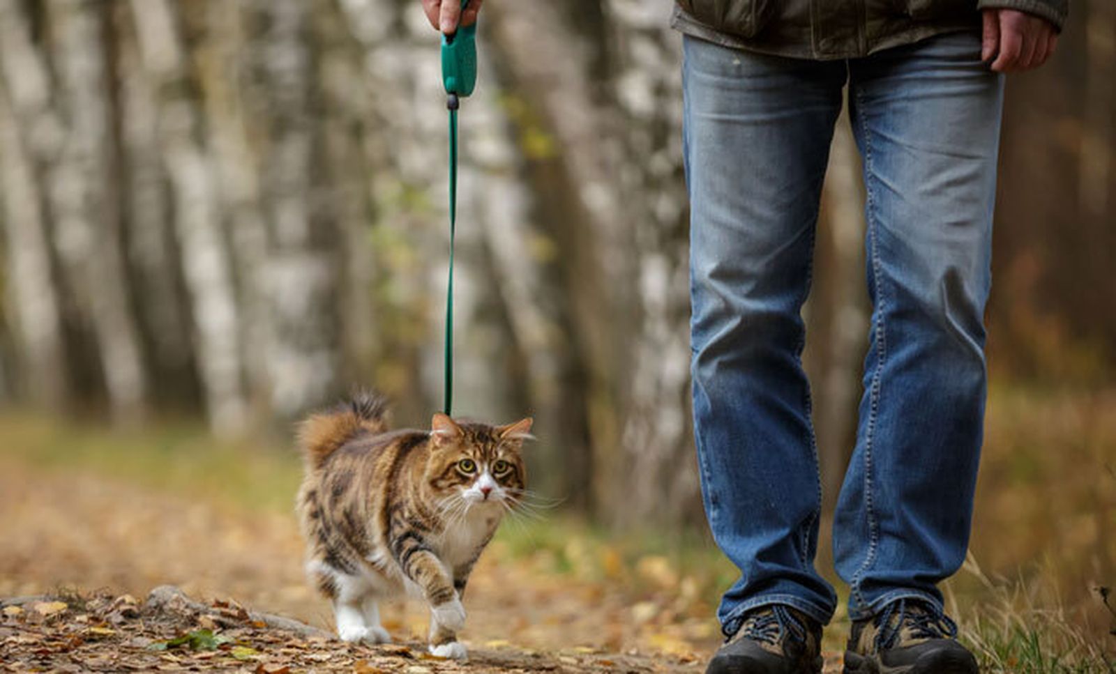 ¿Por qué no sacas a tu gato a pasear? Aspectos a tener en cuenta