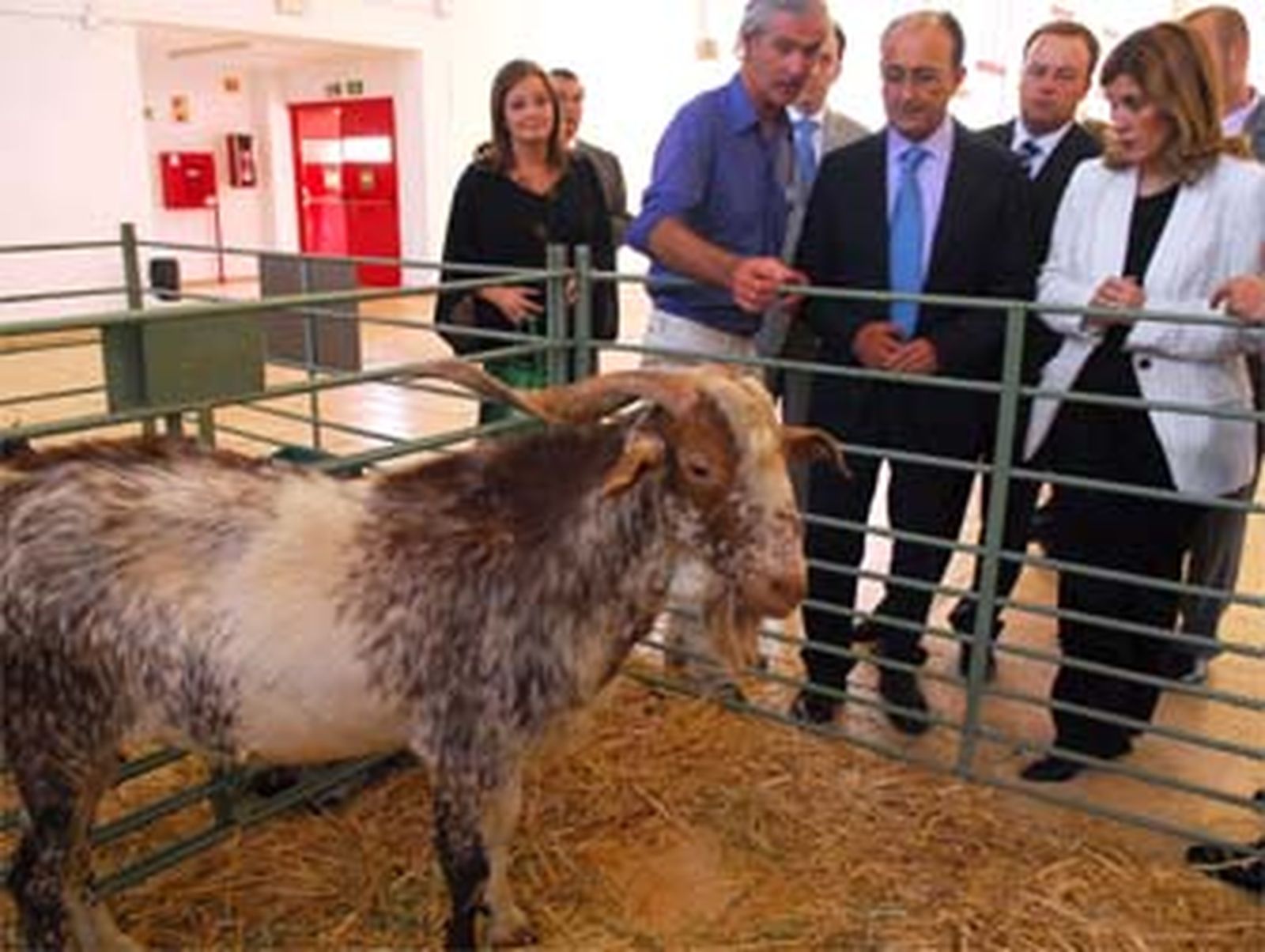 El ganado murciano granadino y el yogur de cabra, protagonistas de Ficade 2008