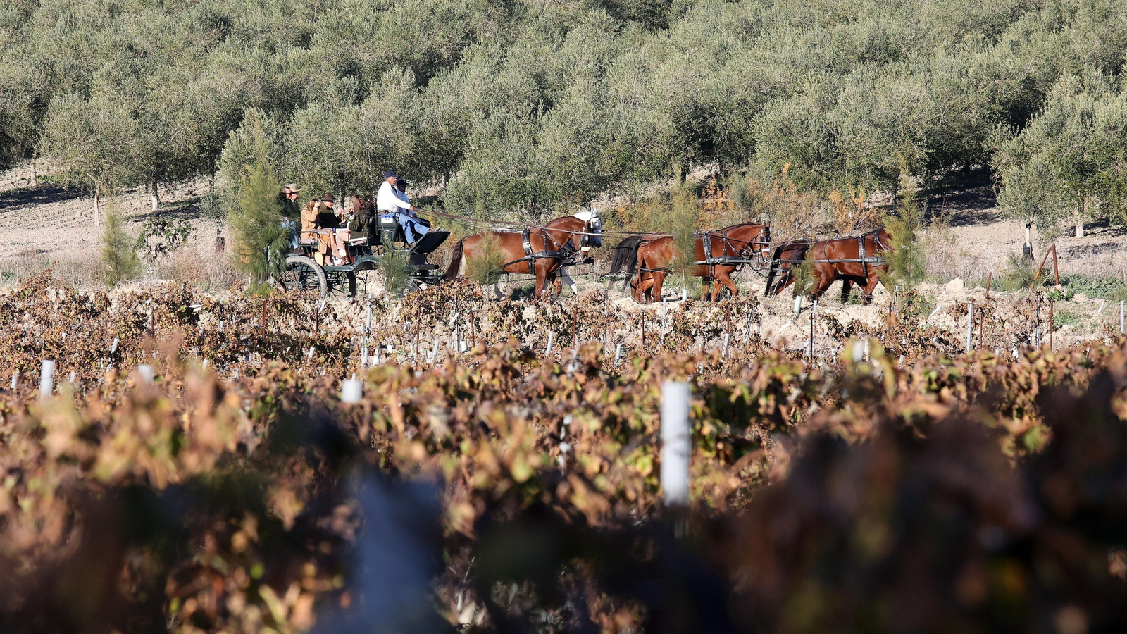 II Ruta Viñas de Jerez