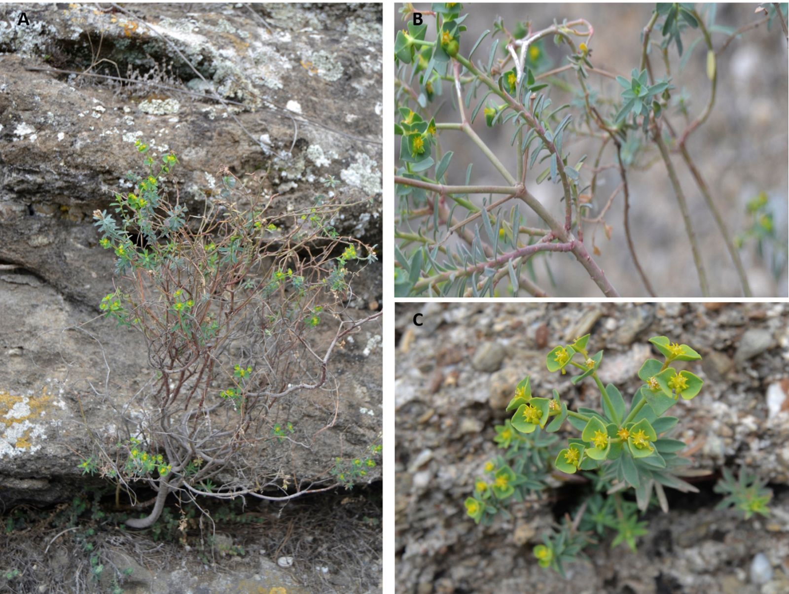 Detalles de la 'Euphorbia guadalhorcensis'